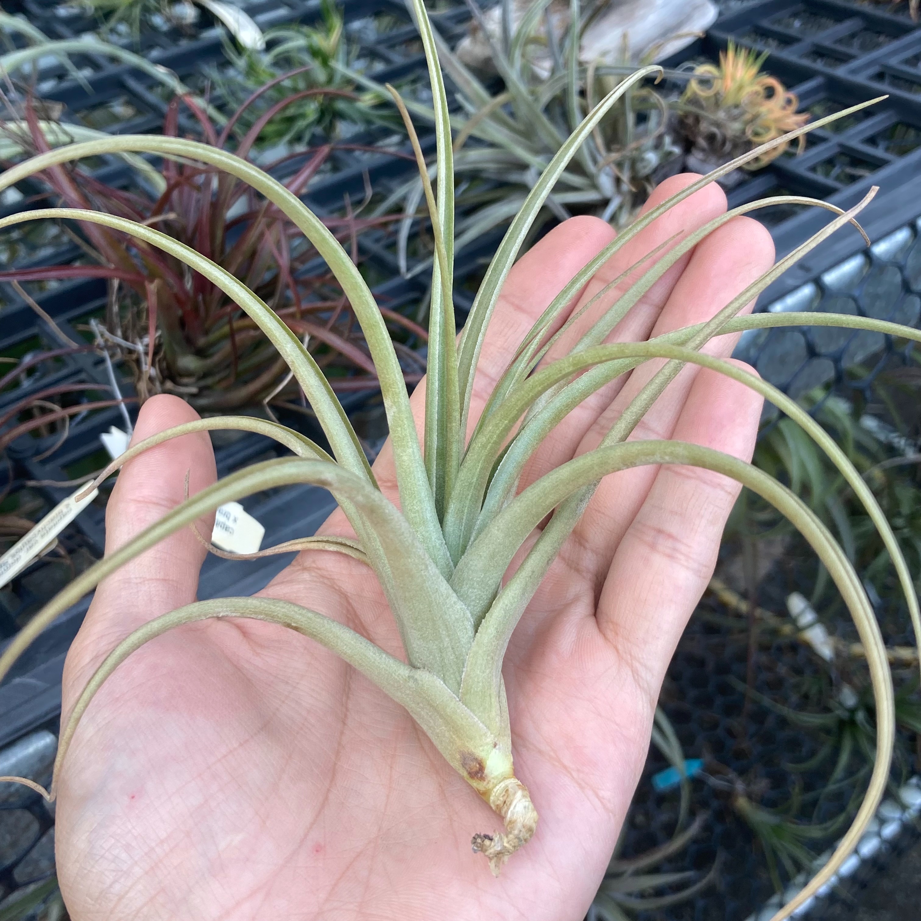 Tillandsia polzii（RFI）