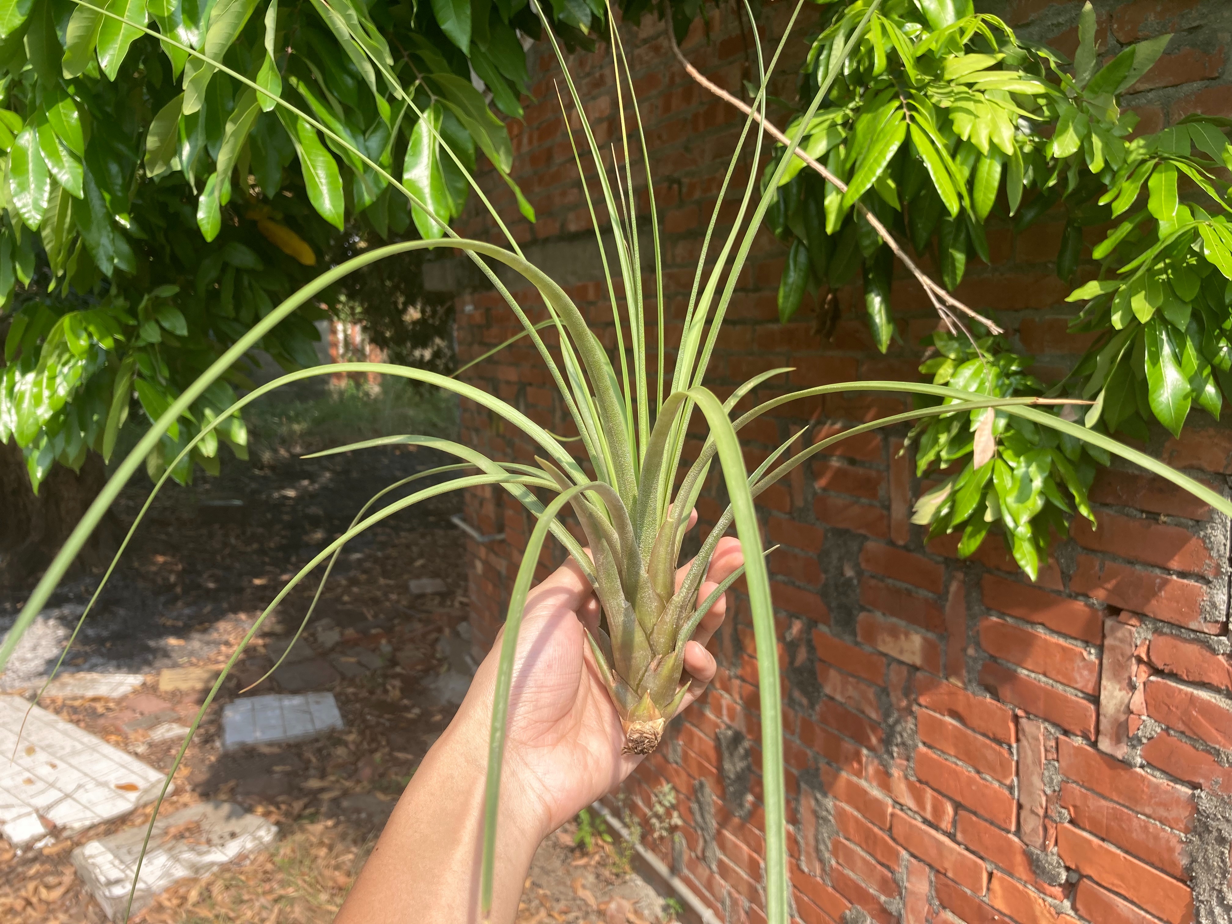 Tillandsia rodrigueziana（narrow leaf）鳳尾 窄葉（BRT）