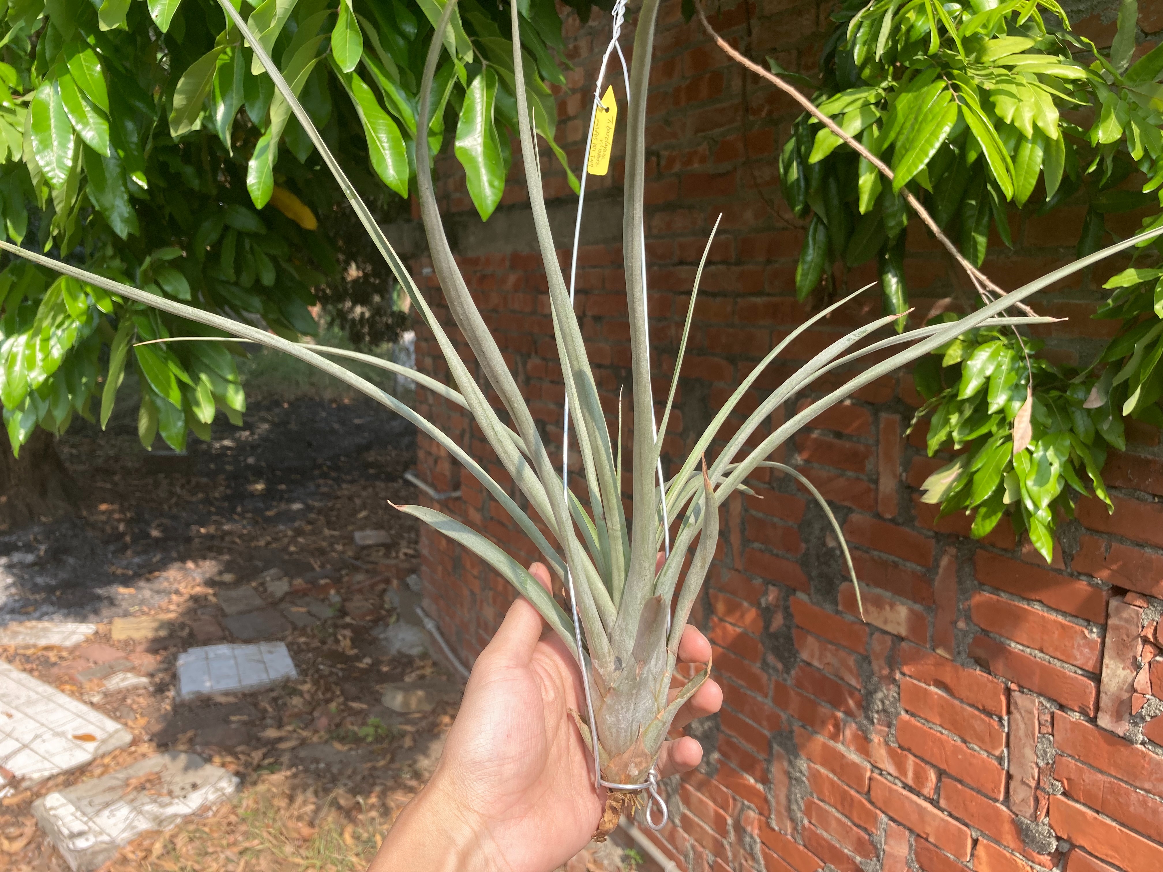 Tillandsia barclayana v. minor（BRT）