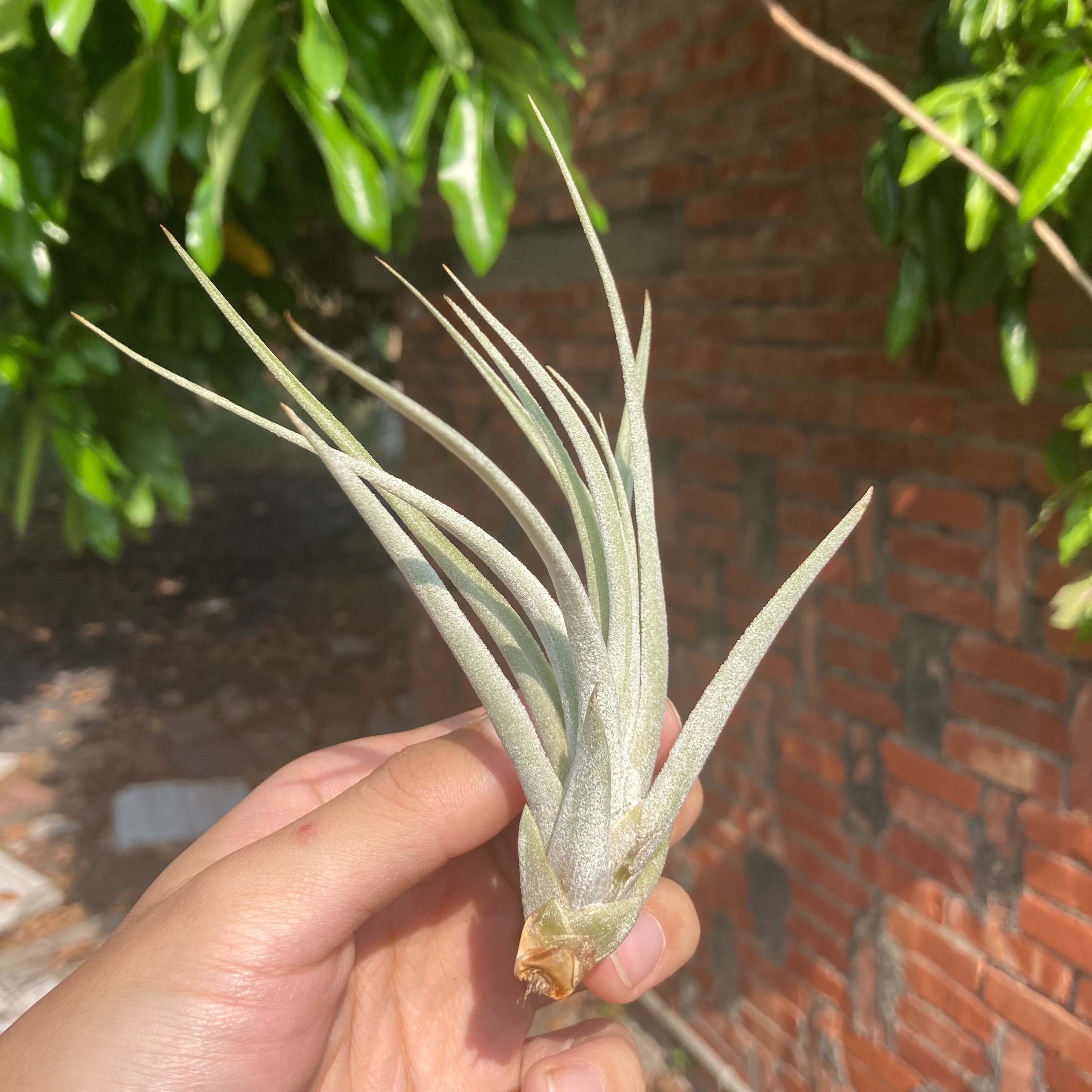 Tillandsia mitlaensis X concolor 子彈x空可樂（BRT）