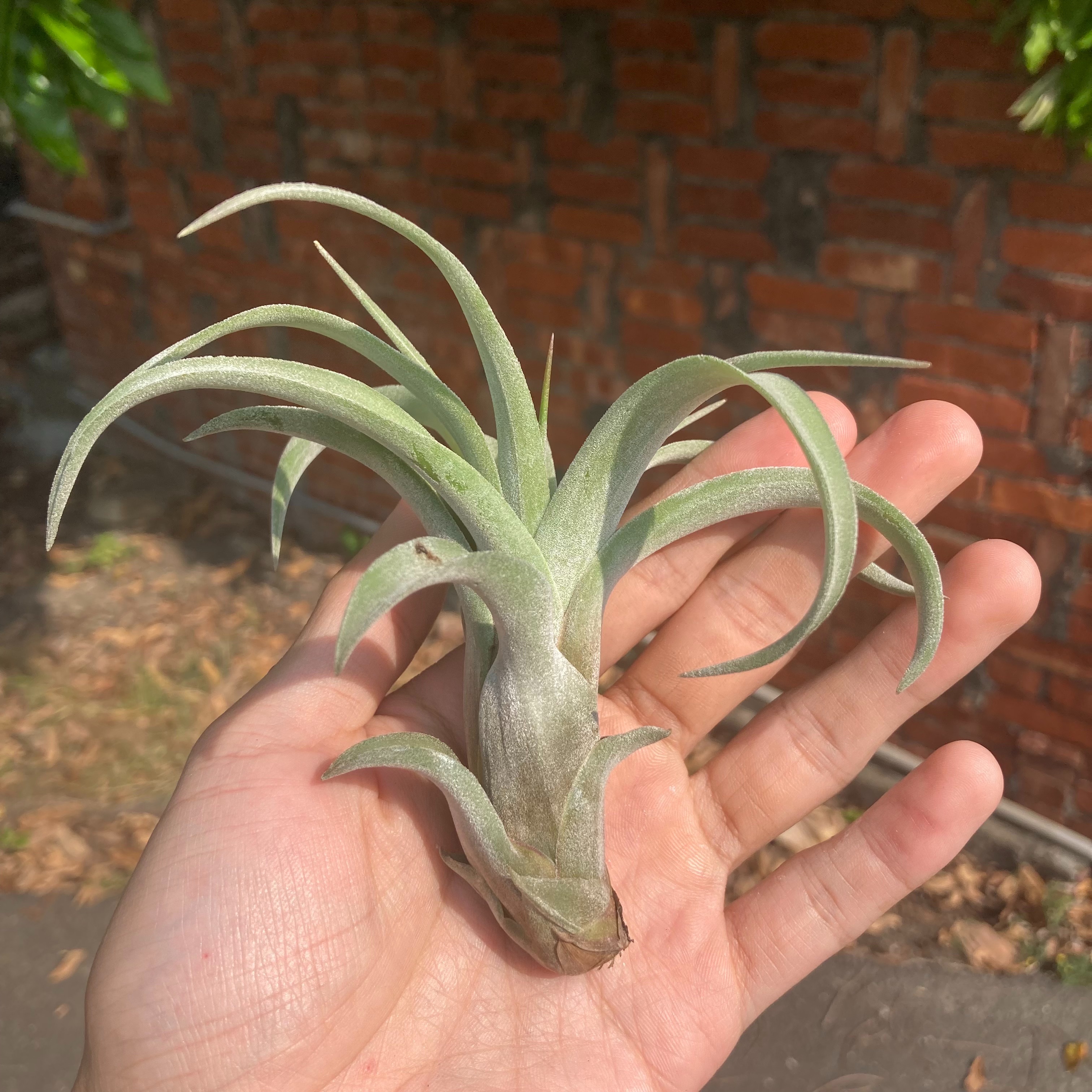 Tillandsia balbisiana X seleriana 柳葉x犀牛