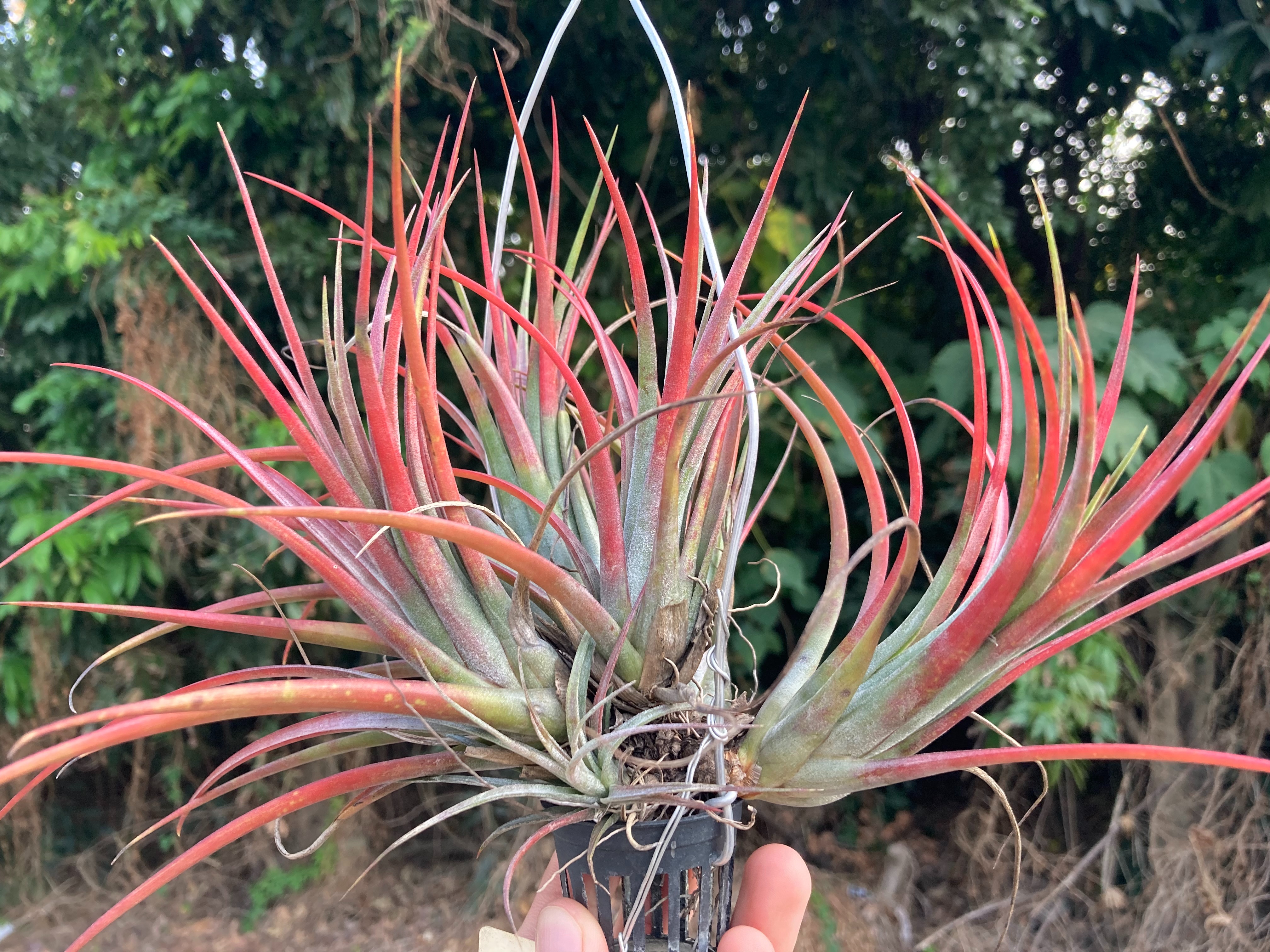 Tillandsia ionantha ’Fuego Red Giant’ X kruseana Red