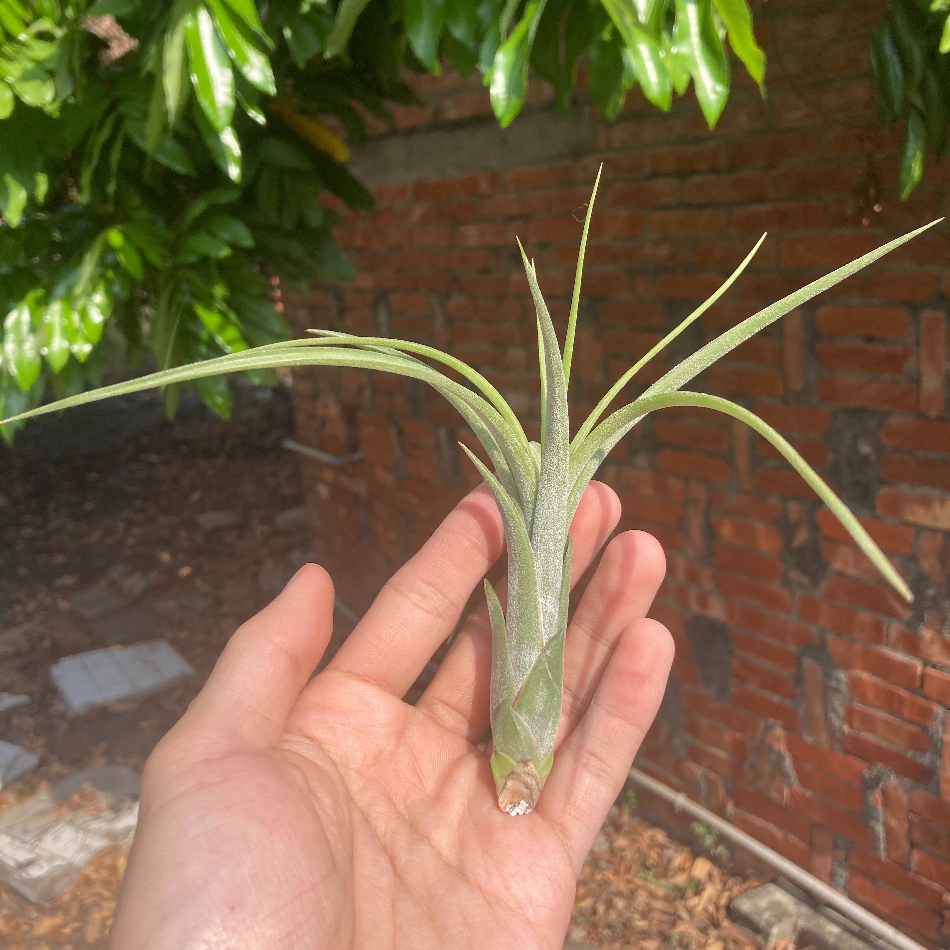 Tillandsia ’Bonjour’ 小精靈x子彈