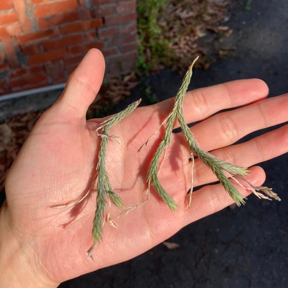 Tillandsia tricholepis 草皮