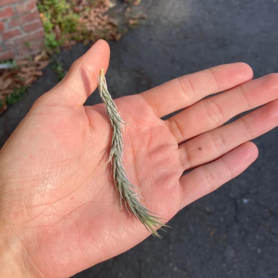 tillandsia tricholepis 草皮（巴西）
