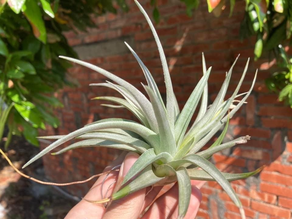 Tillandsia bella 貝拉（RFI）