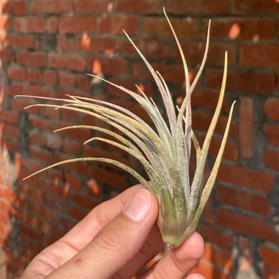 Tillandsia ehlersiana X ionantha ’Apretado’ 河豚x小精靈AP