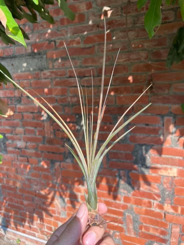 Tillandisa copalaensis（BRT）