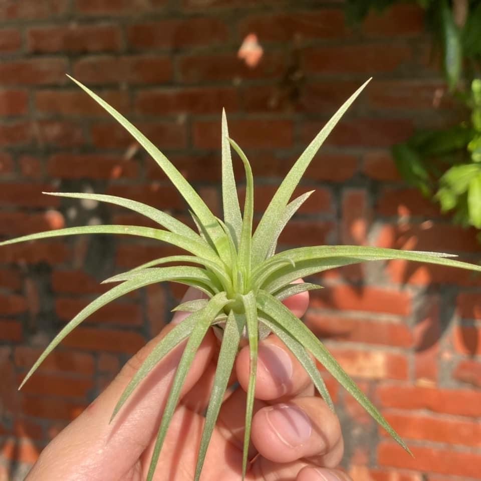 Tillandsia ’Pachara Tropicana’