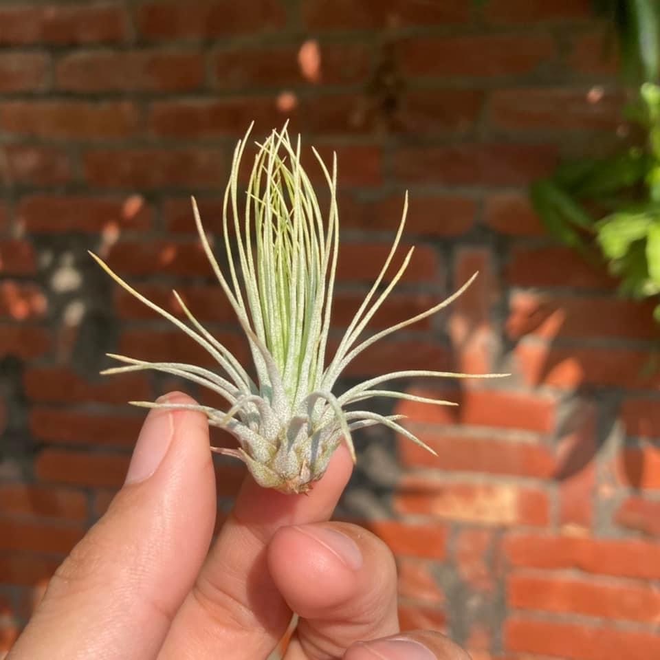 Tillandsia andreana 紅寶石 空氣鳳梨