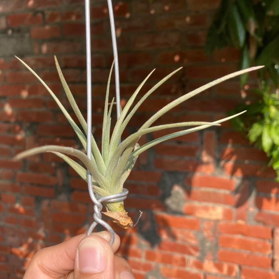 Tillandsia jucunda v. jucunda 猶空大/金龜子 變異（BRT）