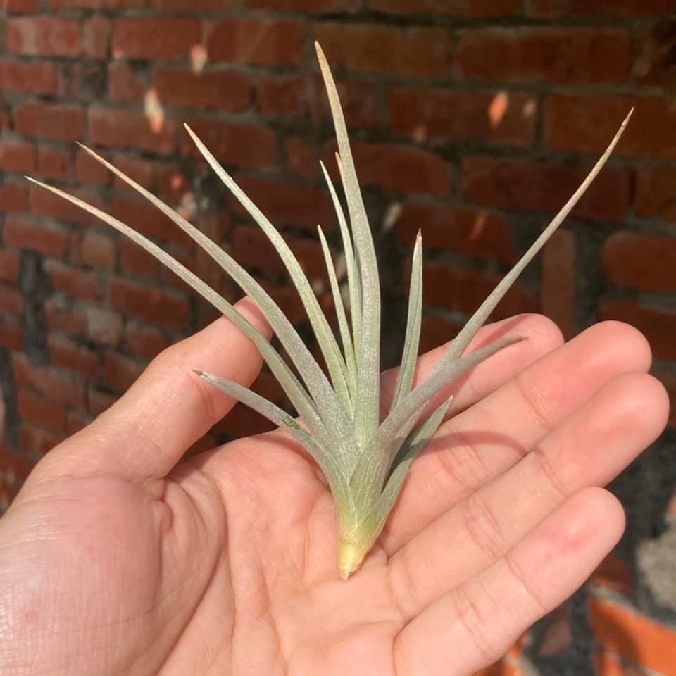 Tillandsia genseri（388.01）