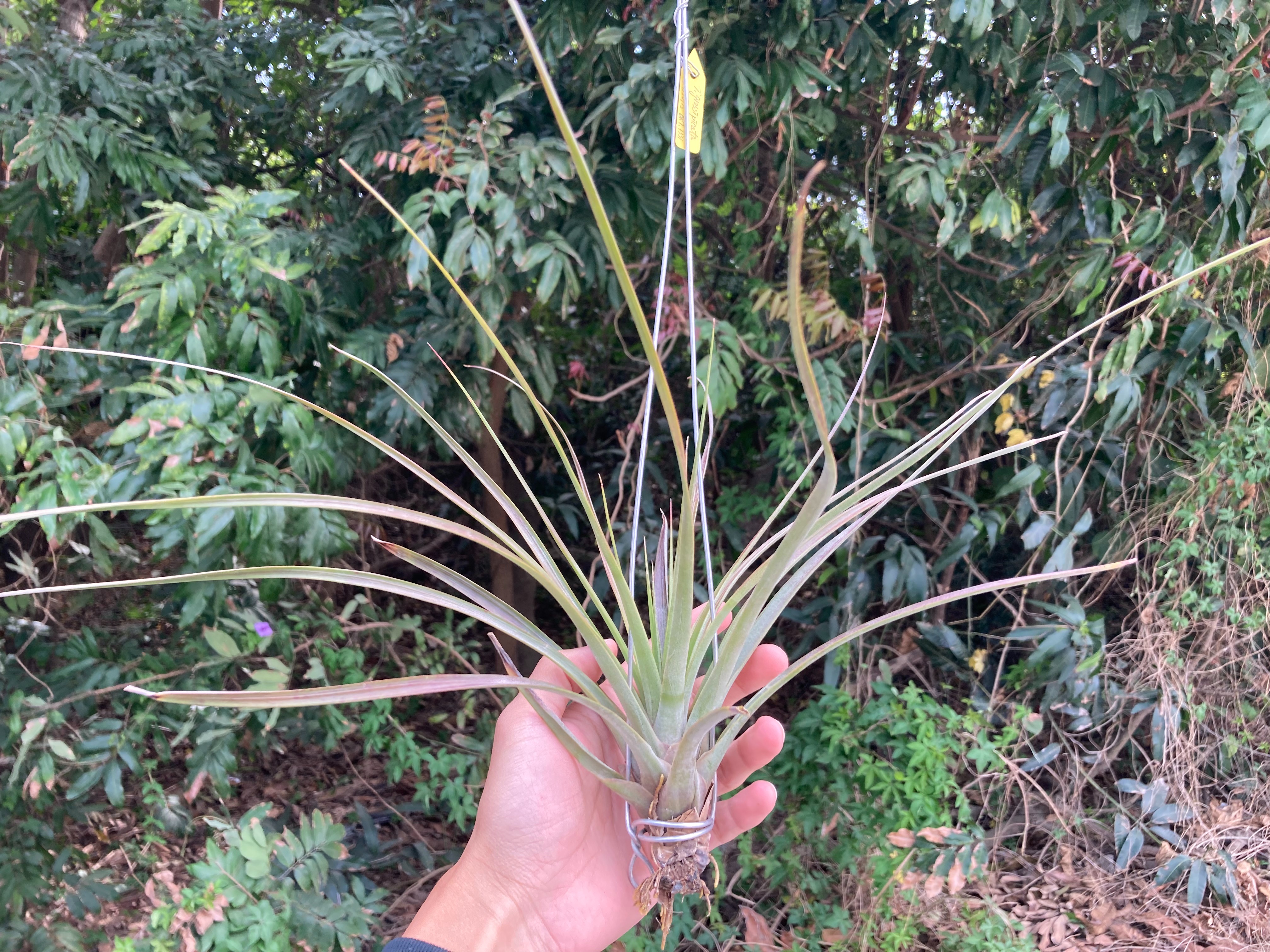 黃色花苞的原生種，名字違規 ^-^（BRT）