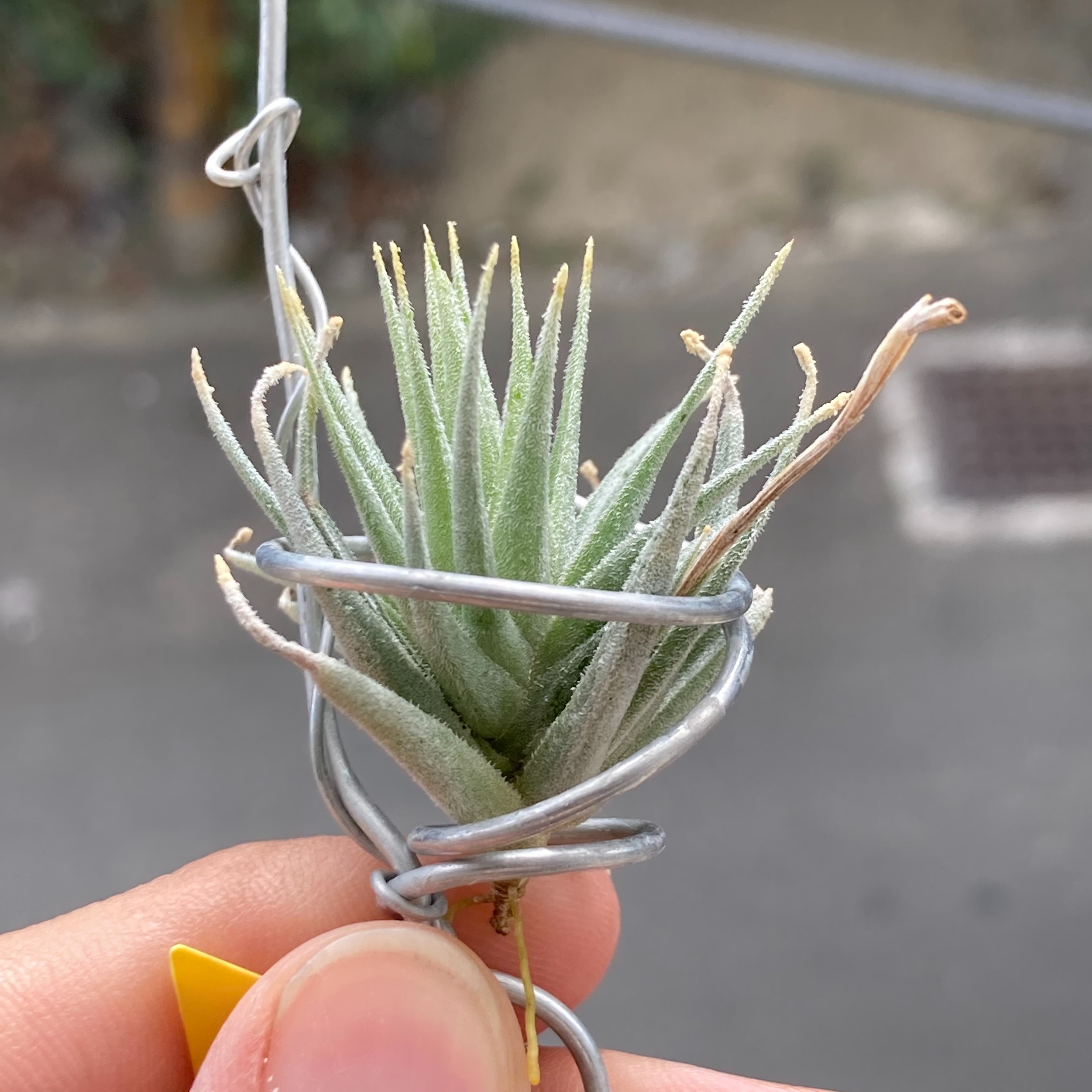 Tillandsia loliacea 蘿莉（TP）