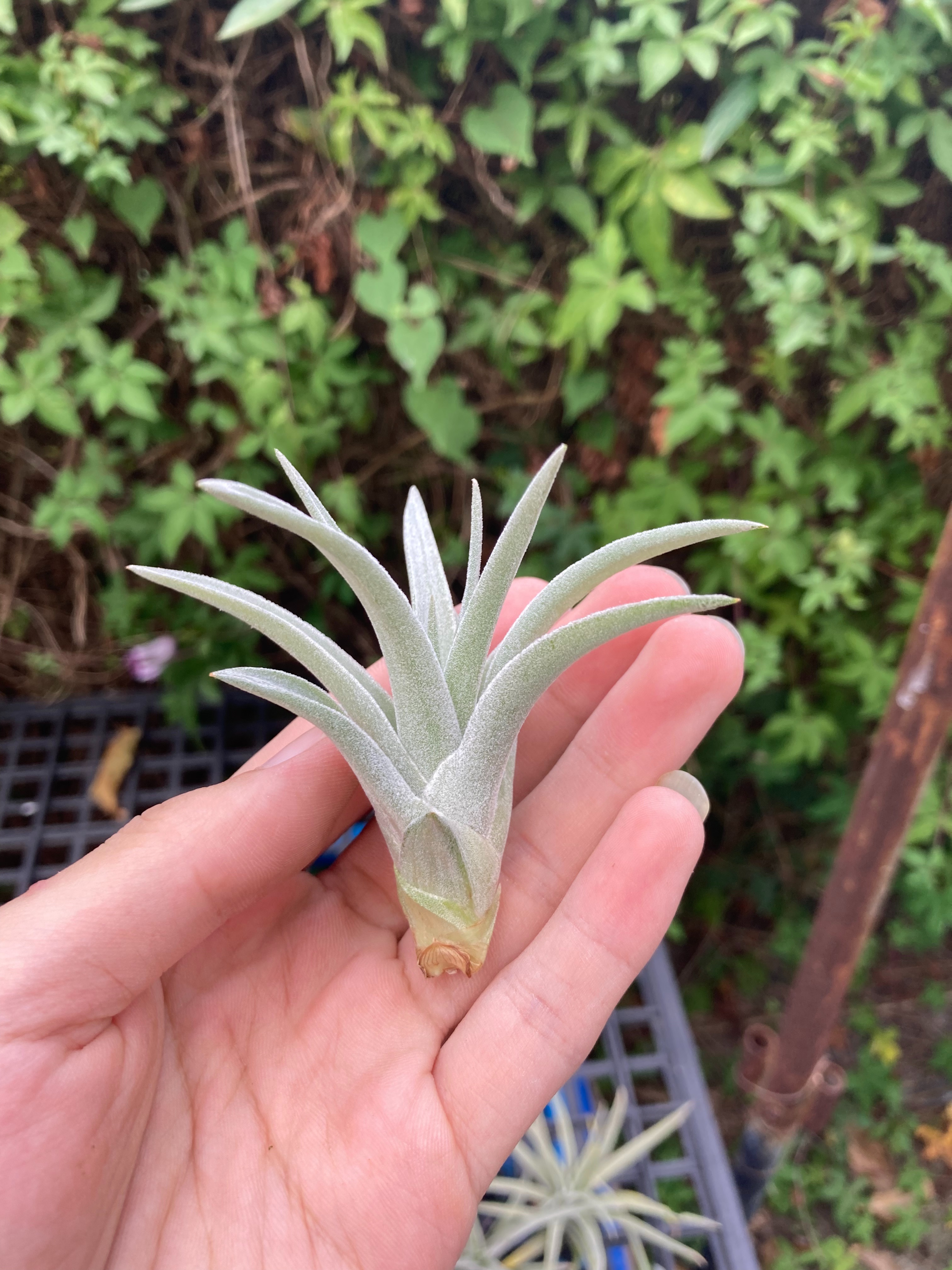 Tillandsia harrisii 哈里斯（小）