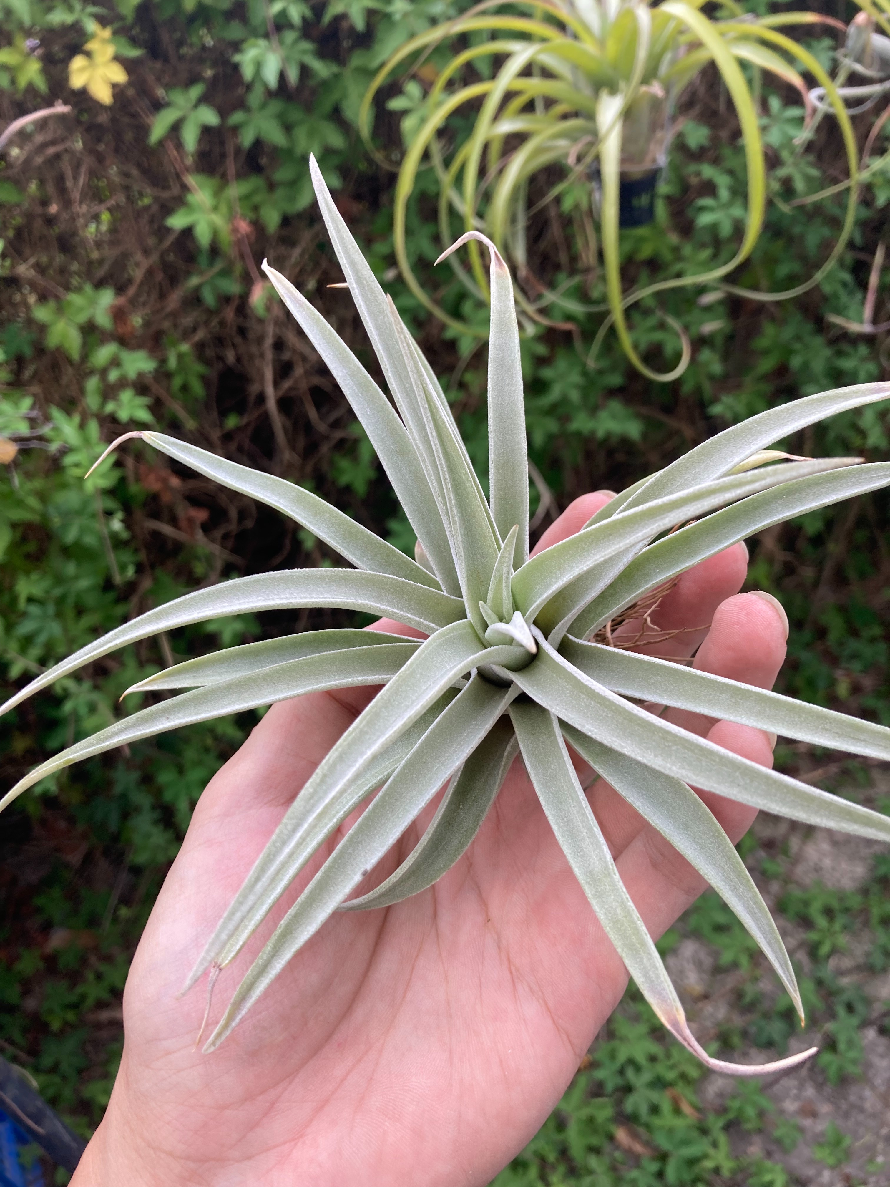 Tillandsia harrisii 哈里斯（大）