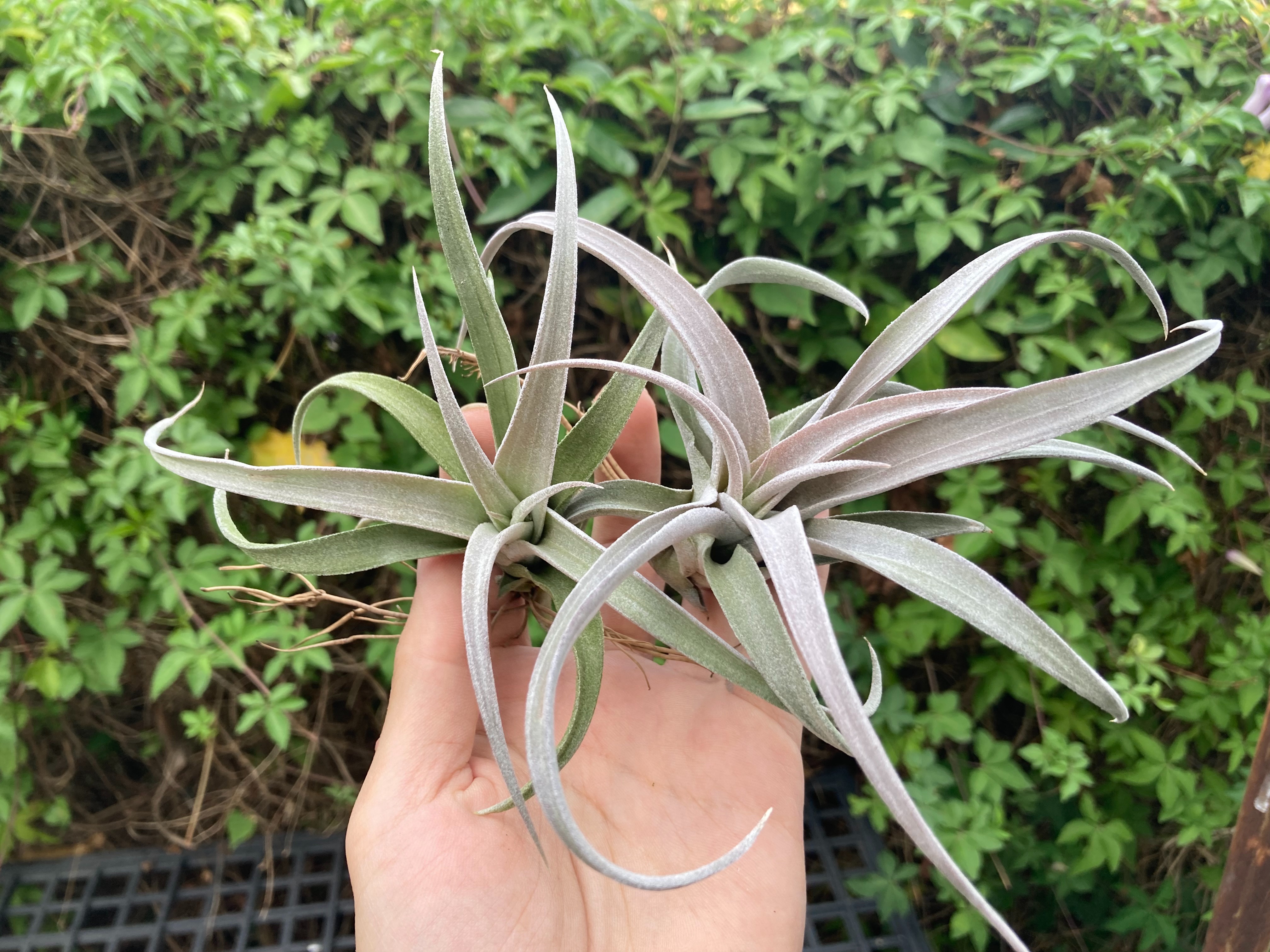 Tillandsia chiapensis 香檳