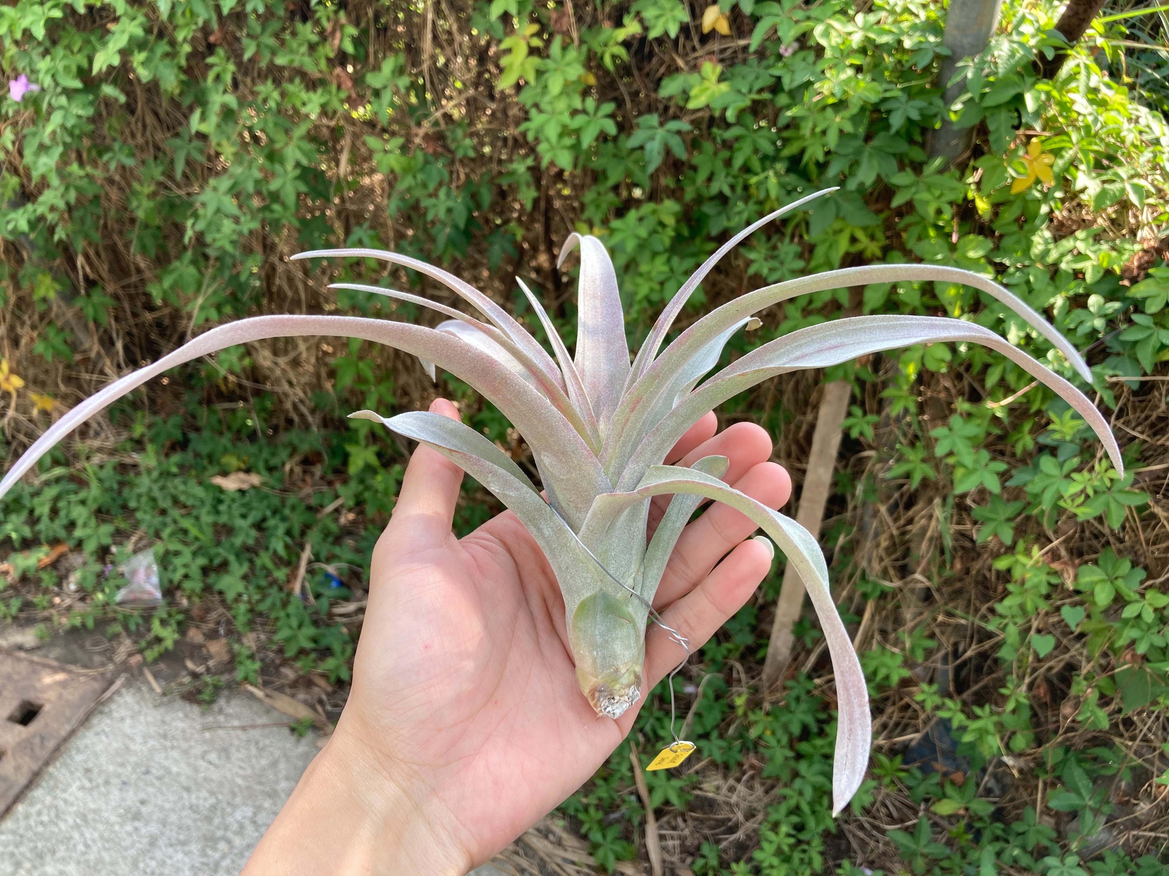 Tillandsia ‘Coconut Grove’ 椰林魅影