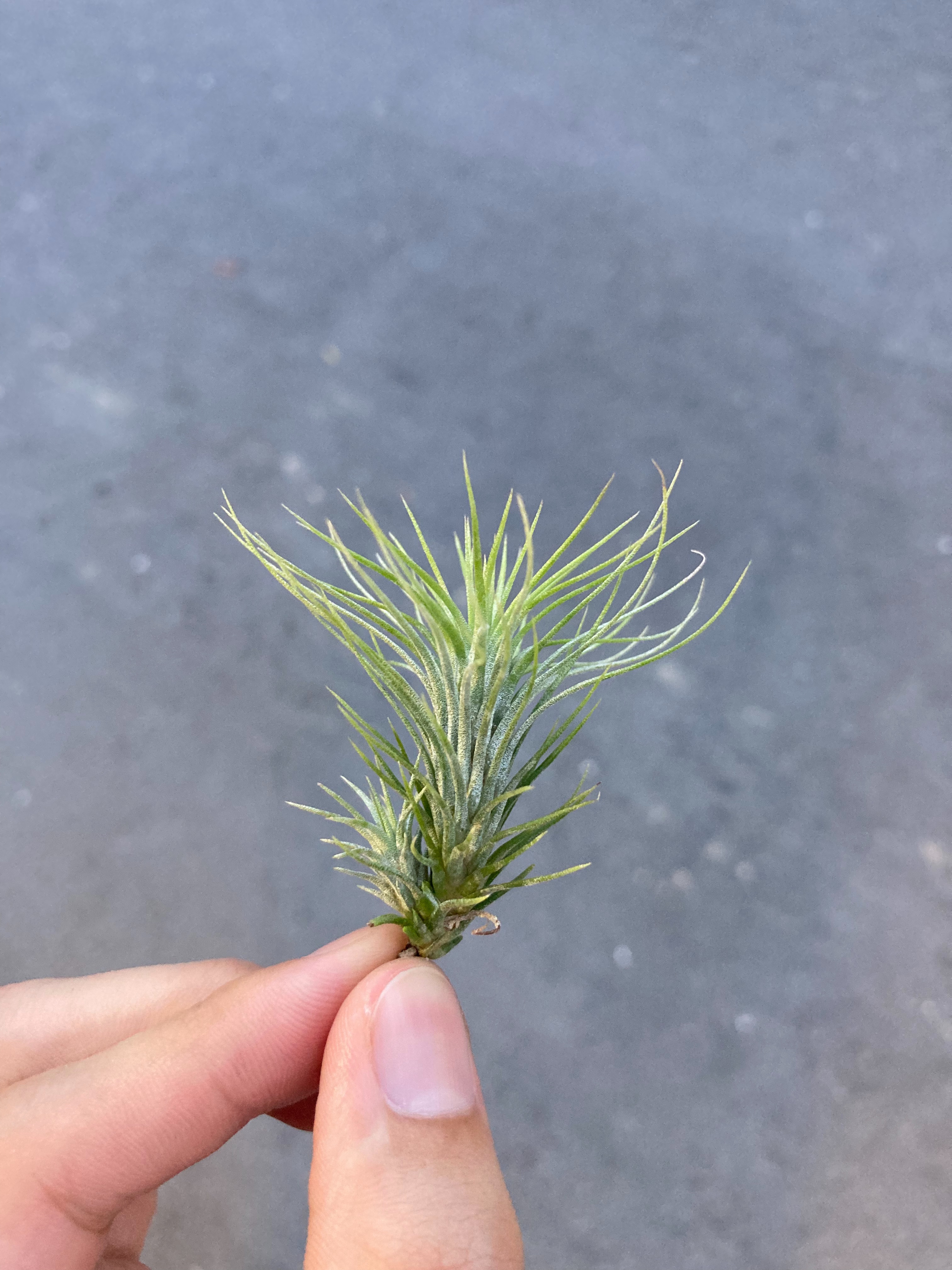 Tillandsia funckiana 小狐尾