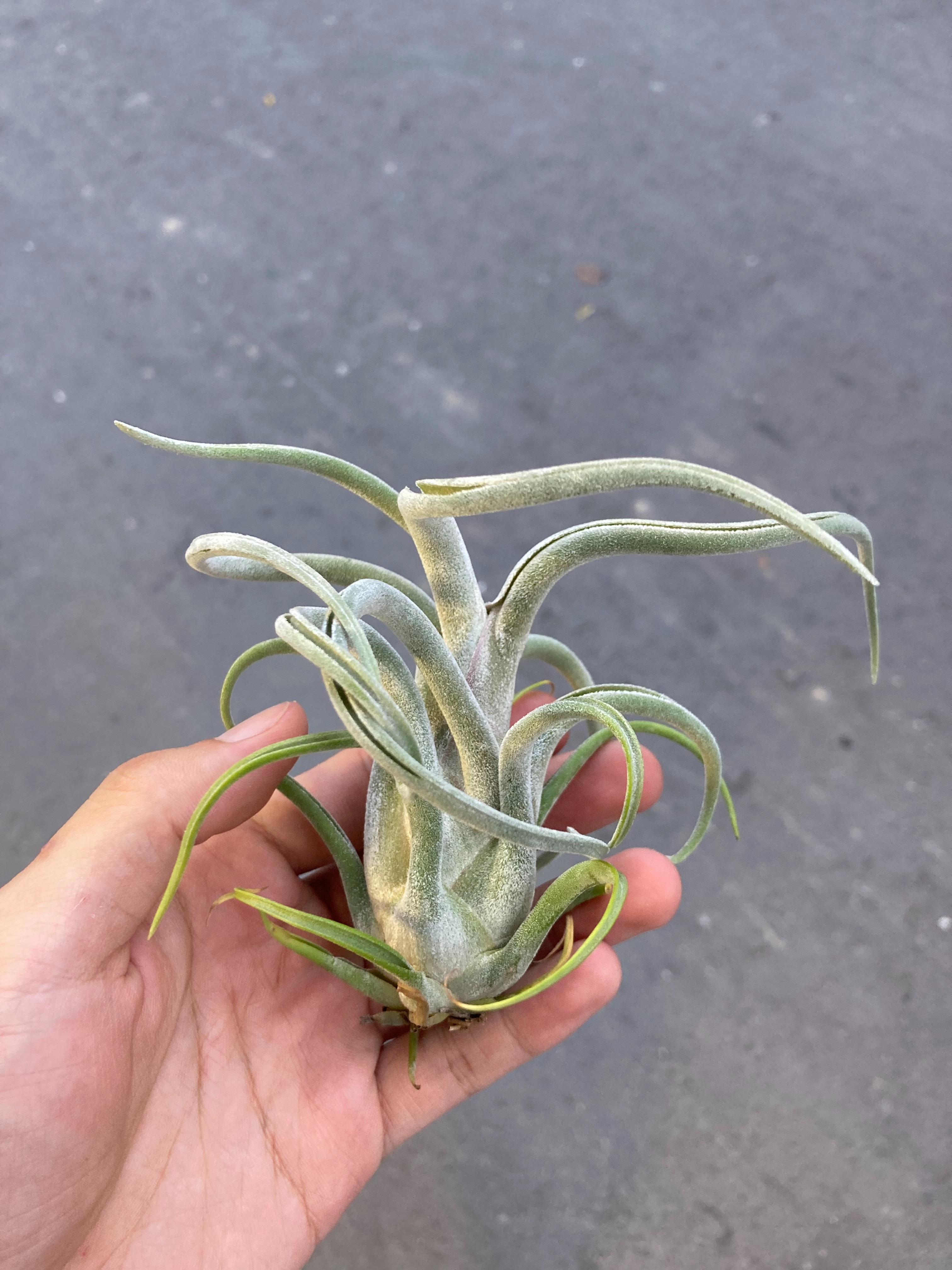 Tillandsia caput-medusae 女王