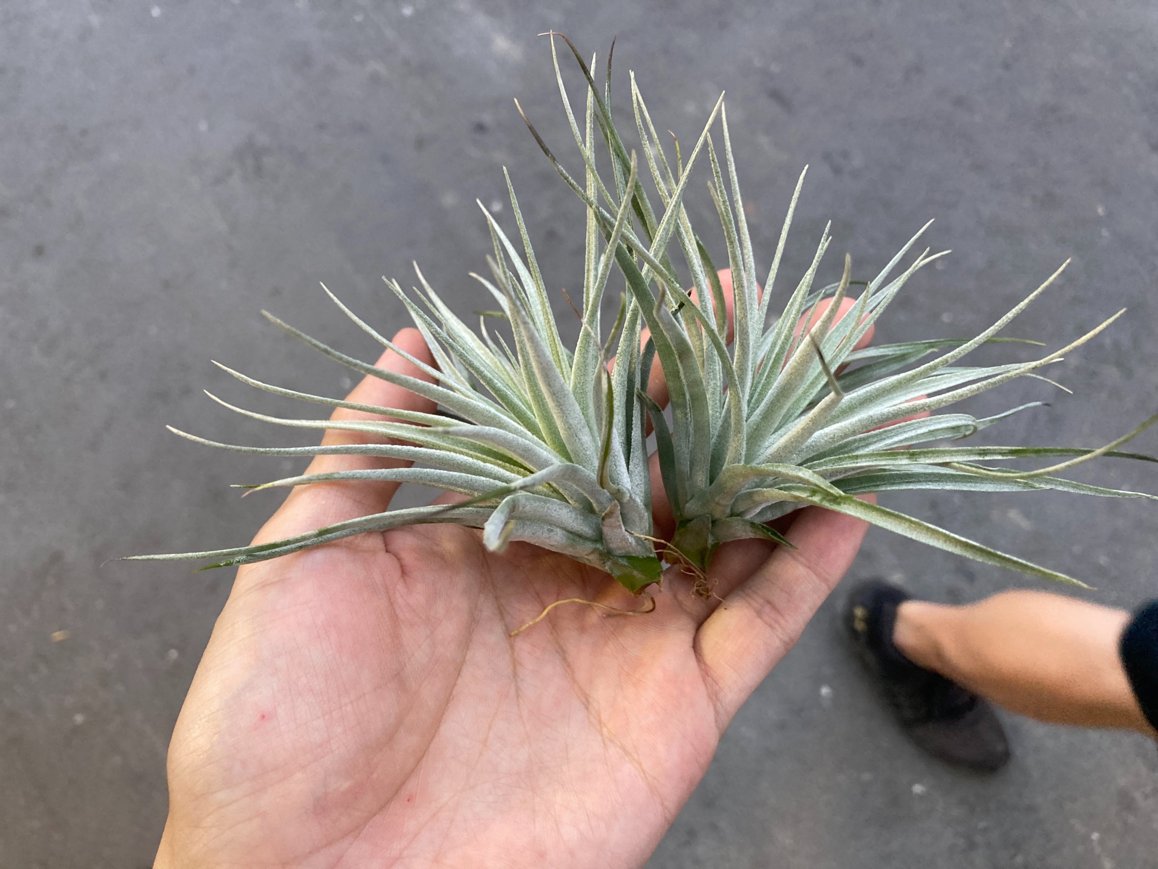 Tillandsia ’Cotton Candy’ 棉花糖