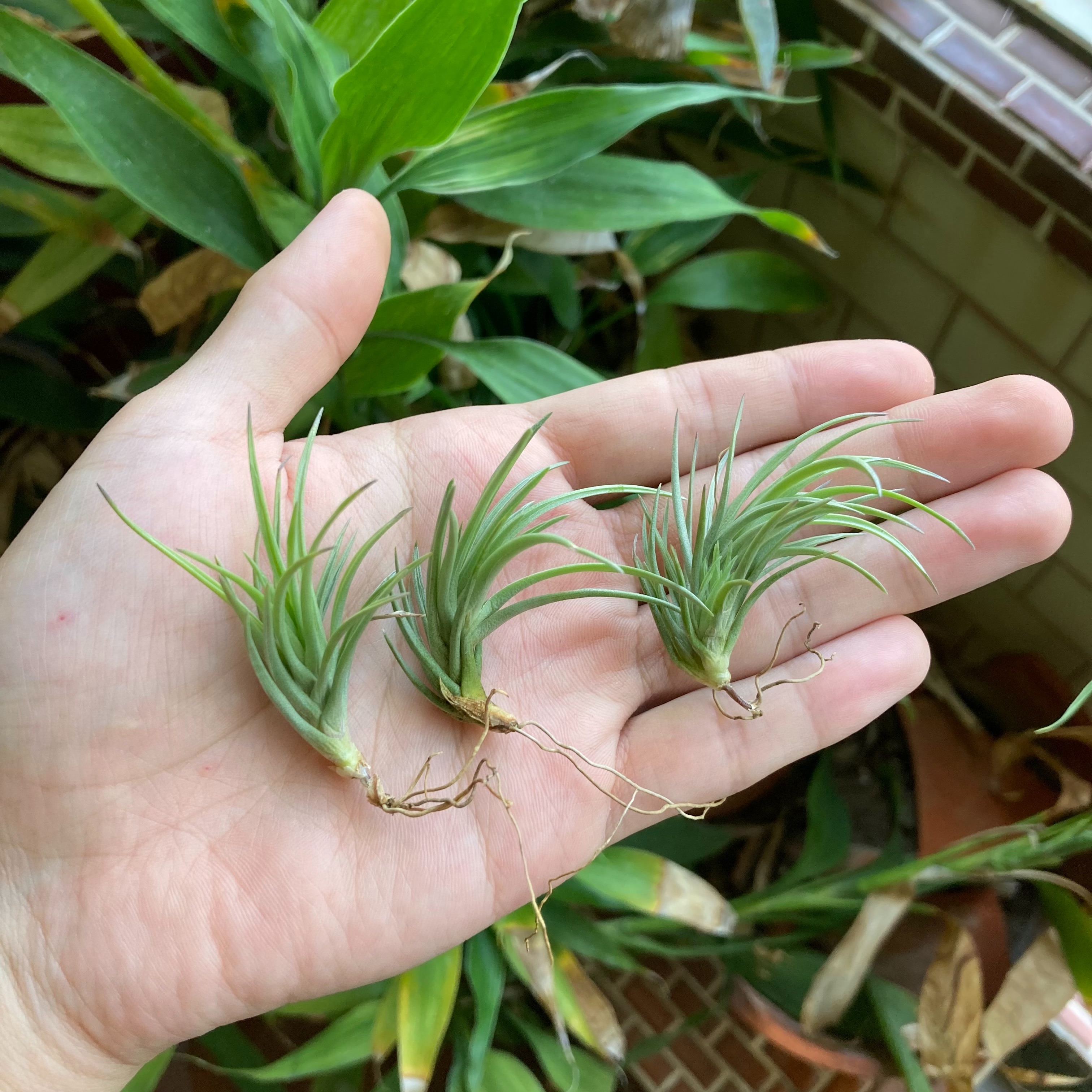 Tillandsia tenuifolia Bronze Tip 紫水晶 青銅（TI）