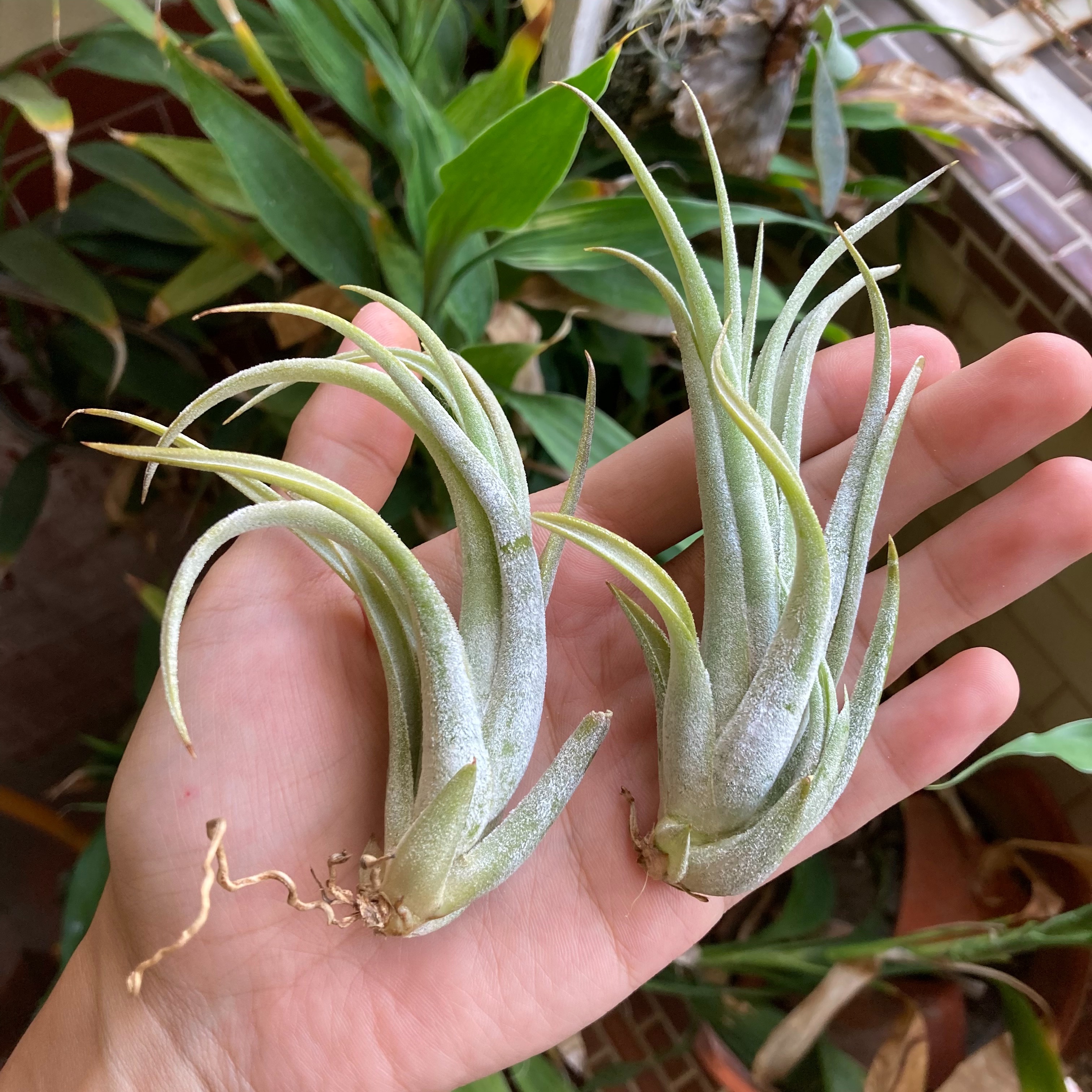 Tillandsia pueblensis 普布斯（TI）