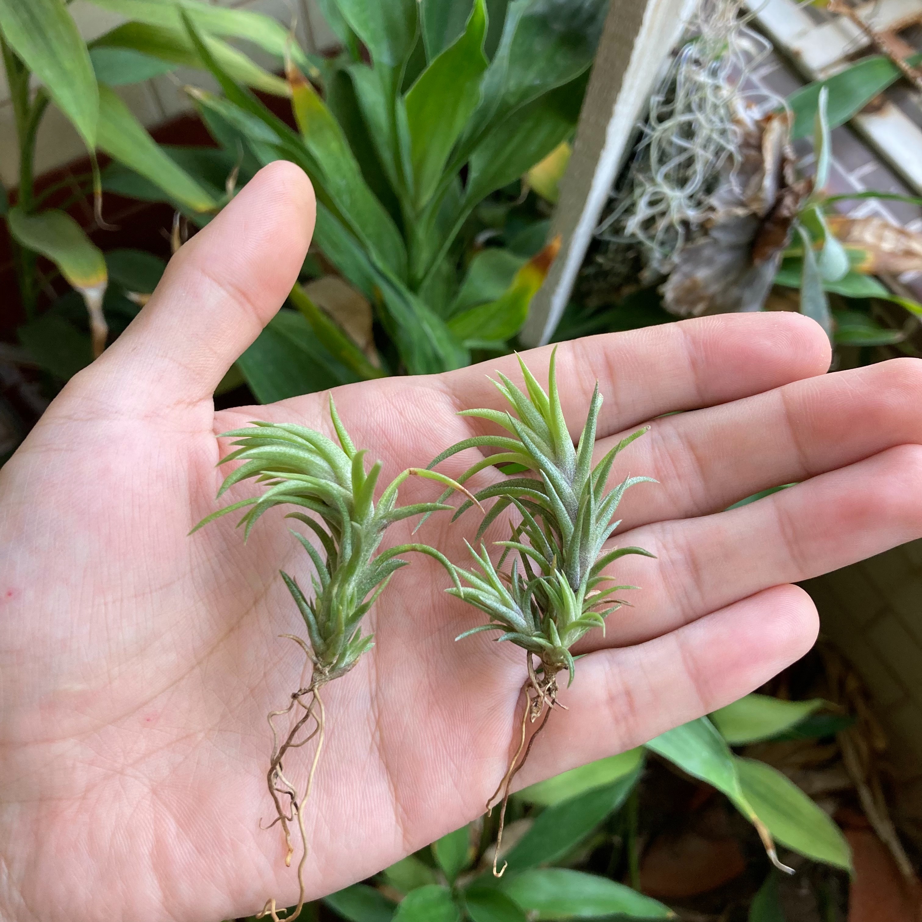 Tillandsia neglecta 日本第一（TI）