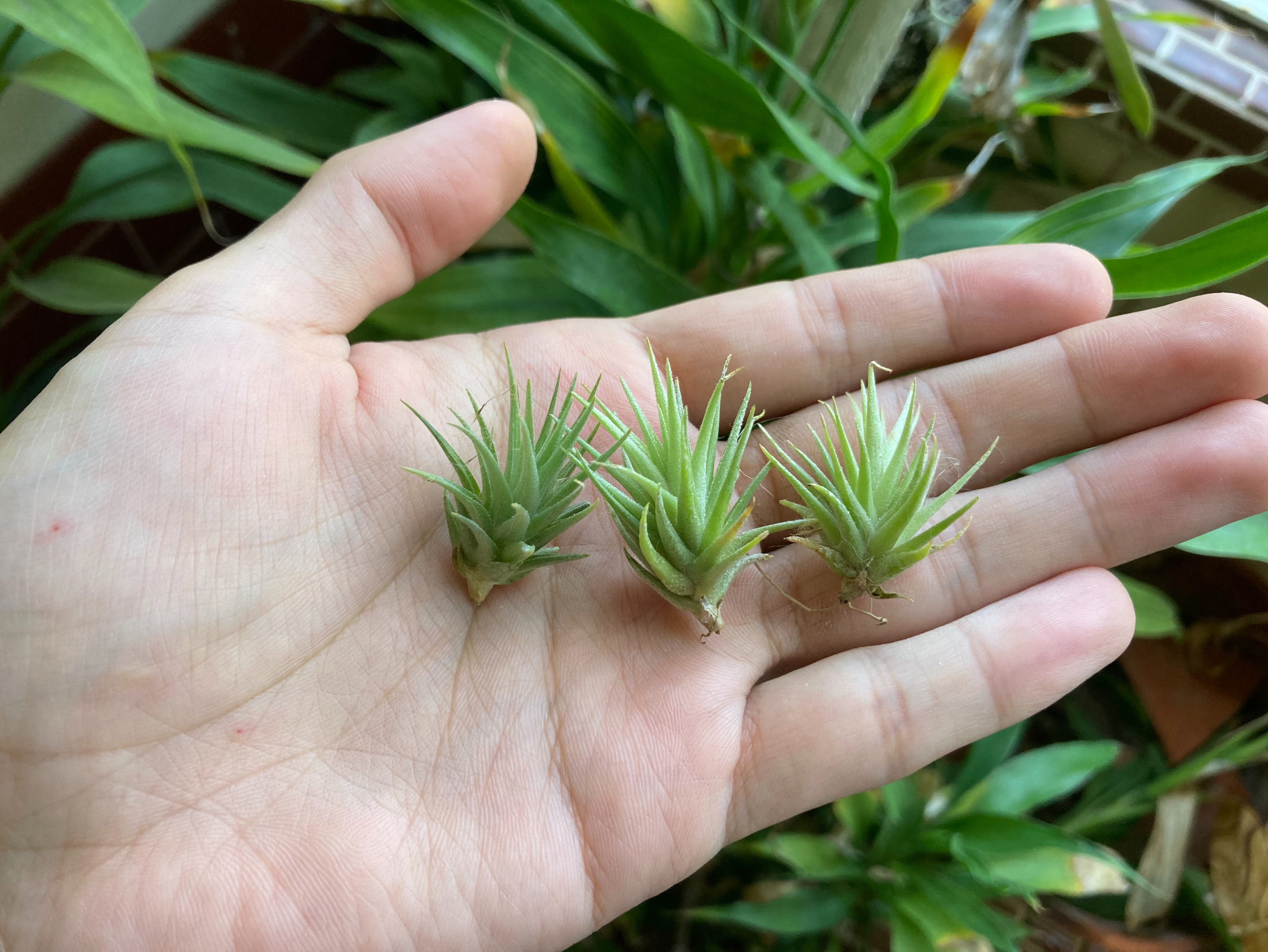 Tillandsia loliacea 蘿莉（TI）