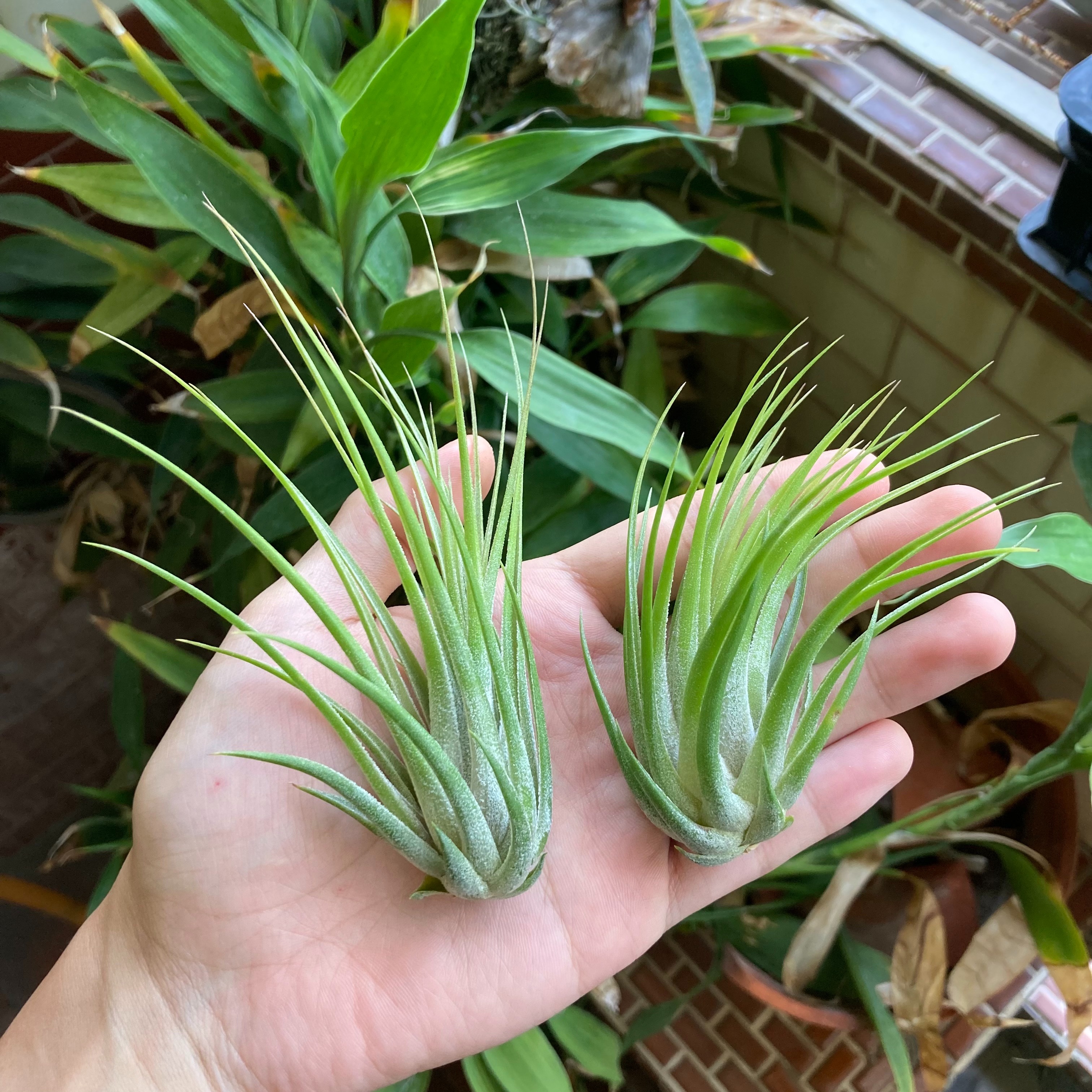 Tillandsia delicata 毛娃娃（TI）