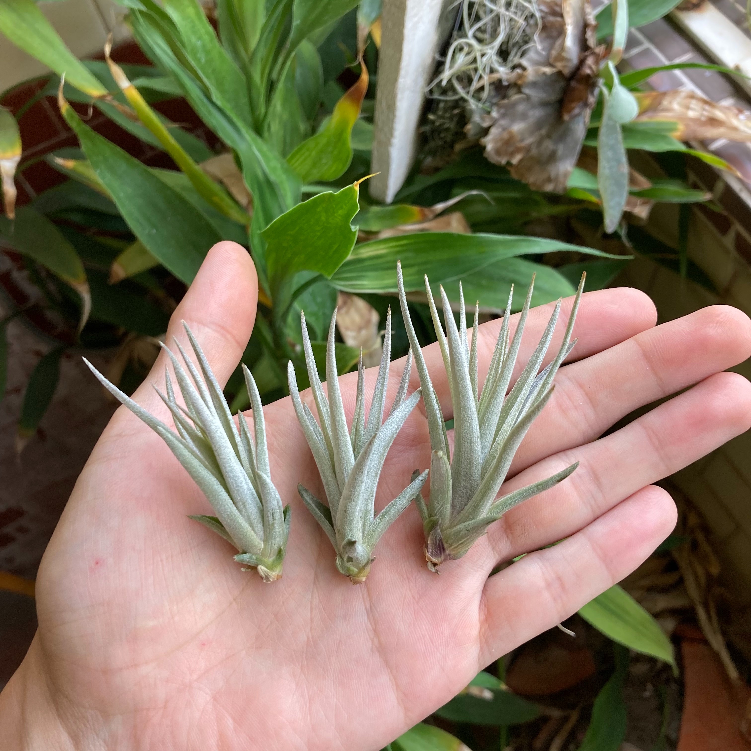 Tillandsia comarapaensis 卡麥拉（TI）