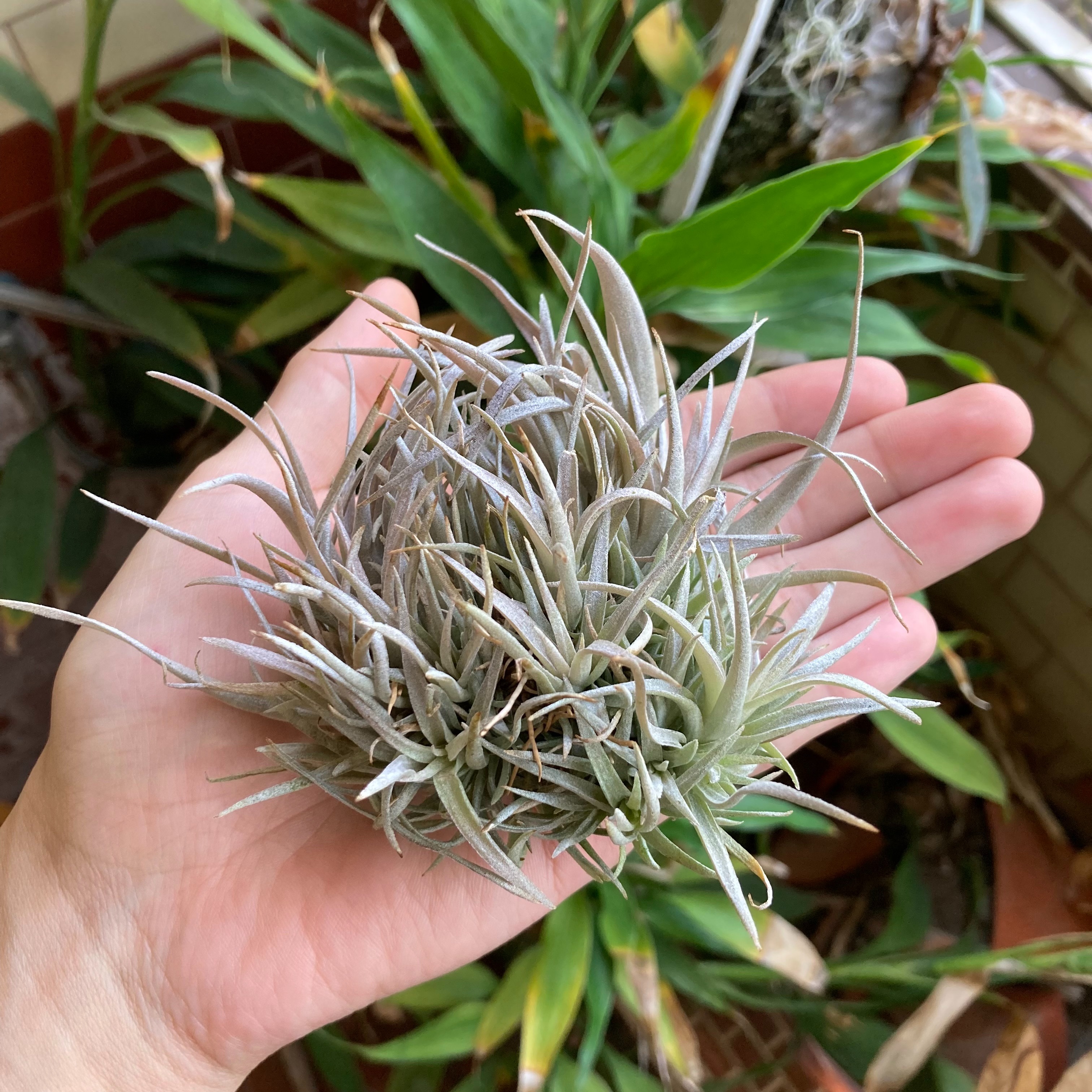 Tillandsia capitata Mauve 卡比他他 草莓牛奶（TI）