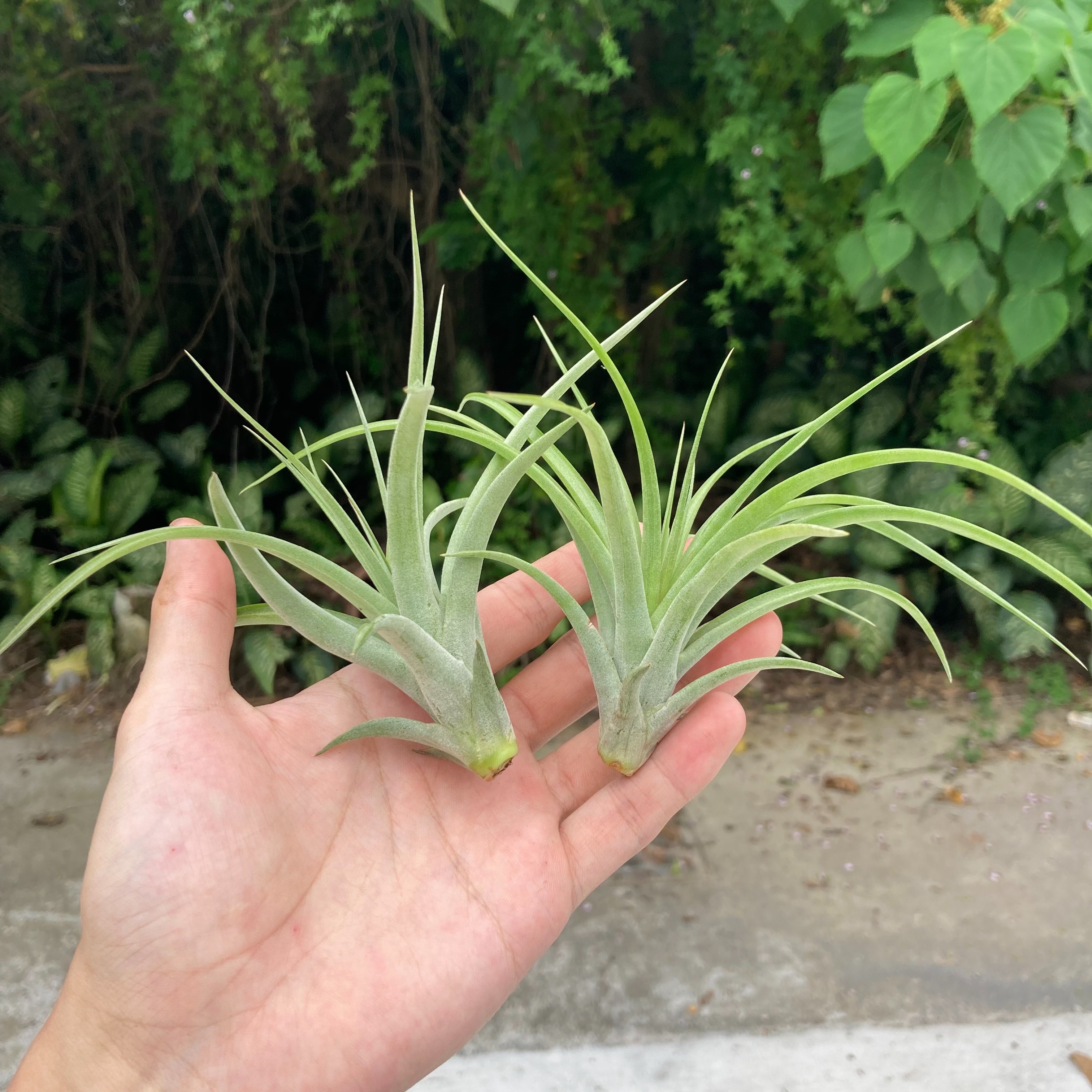 T. brachycaulos X T. concolor 貝可利x空可樂