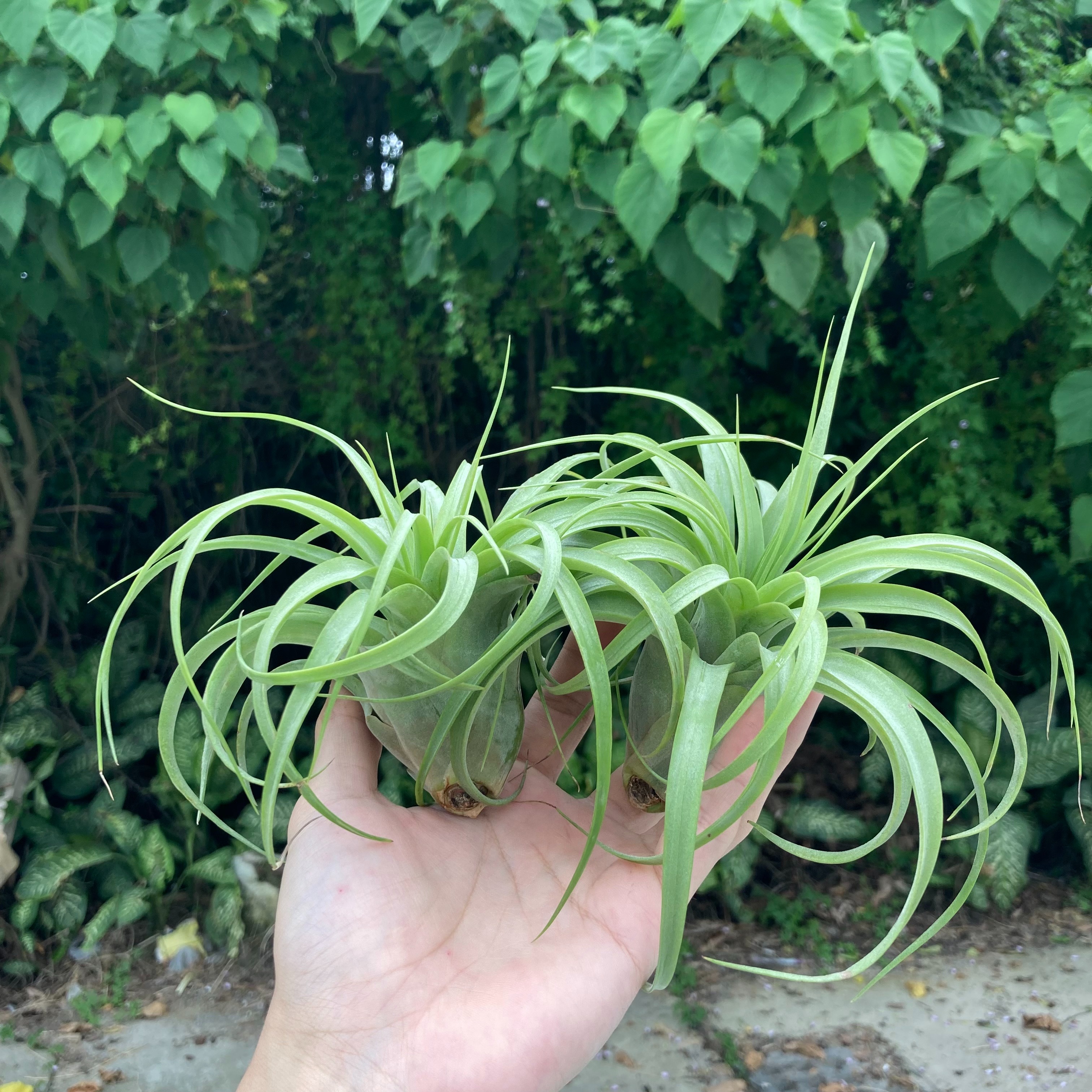 Tillandsia ’Eric Knobloch’ 艾瑞克