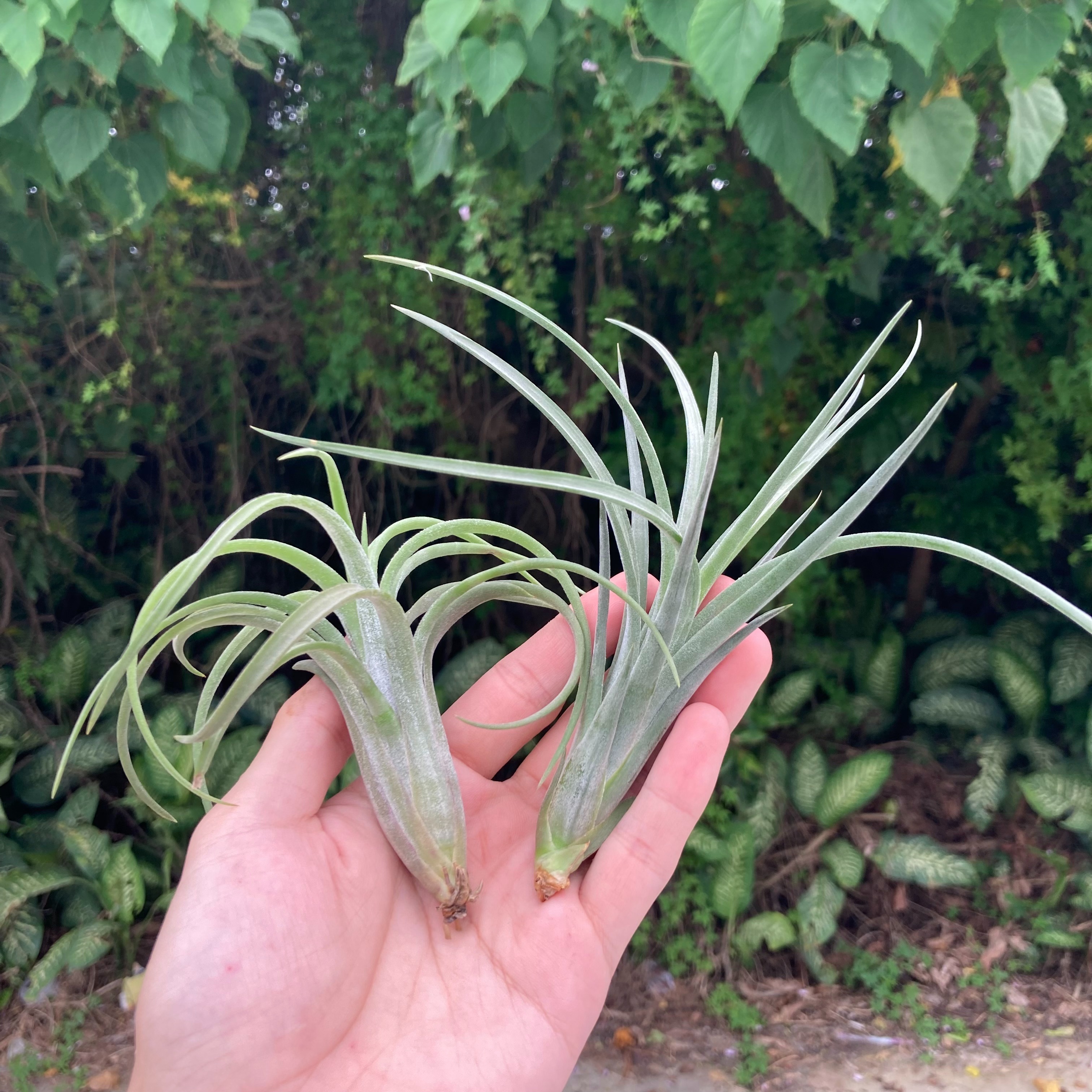 Tillandsia ’Mordor Fire’ 摩多之火