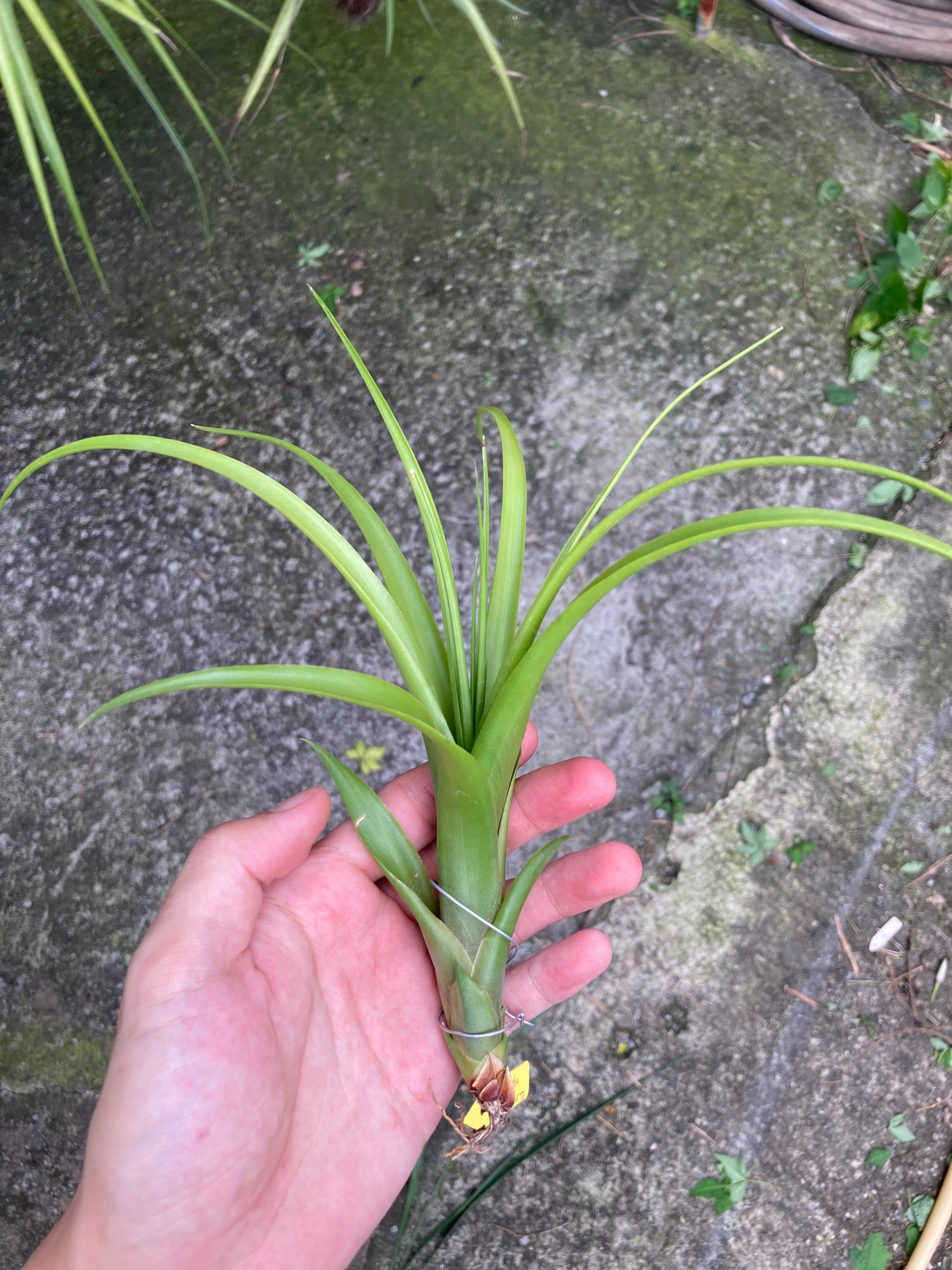 Tillandsia polysticha （TI）
