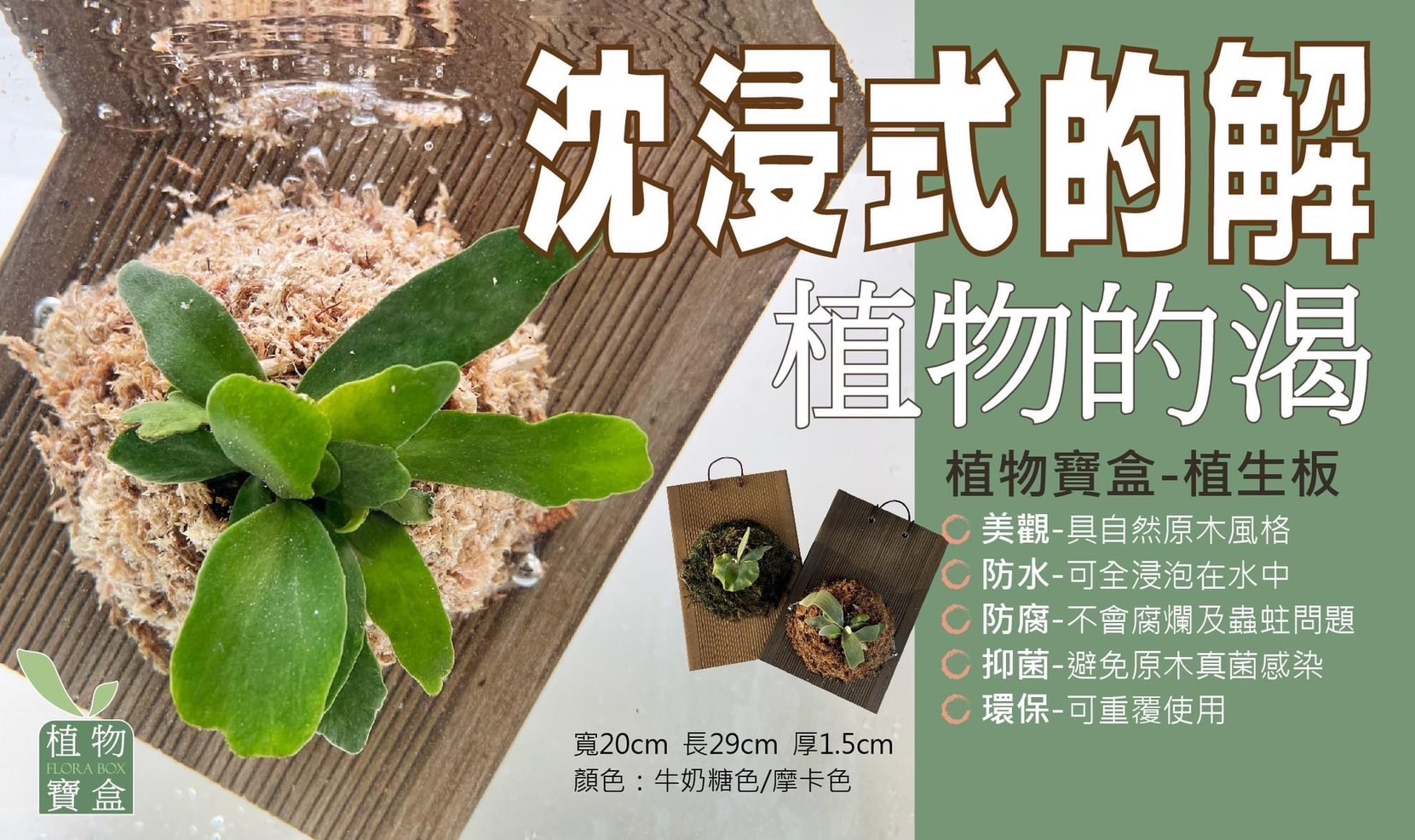 「不怕水，不腐爛，不發霉」-植生板（適用鹿角蕨、蘭花、空氣鳳梨、天竺葵、長春藤等）