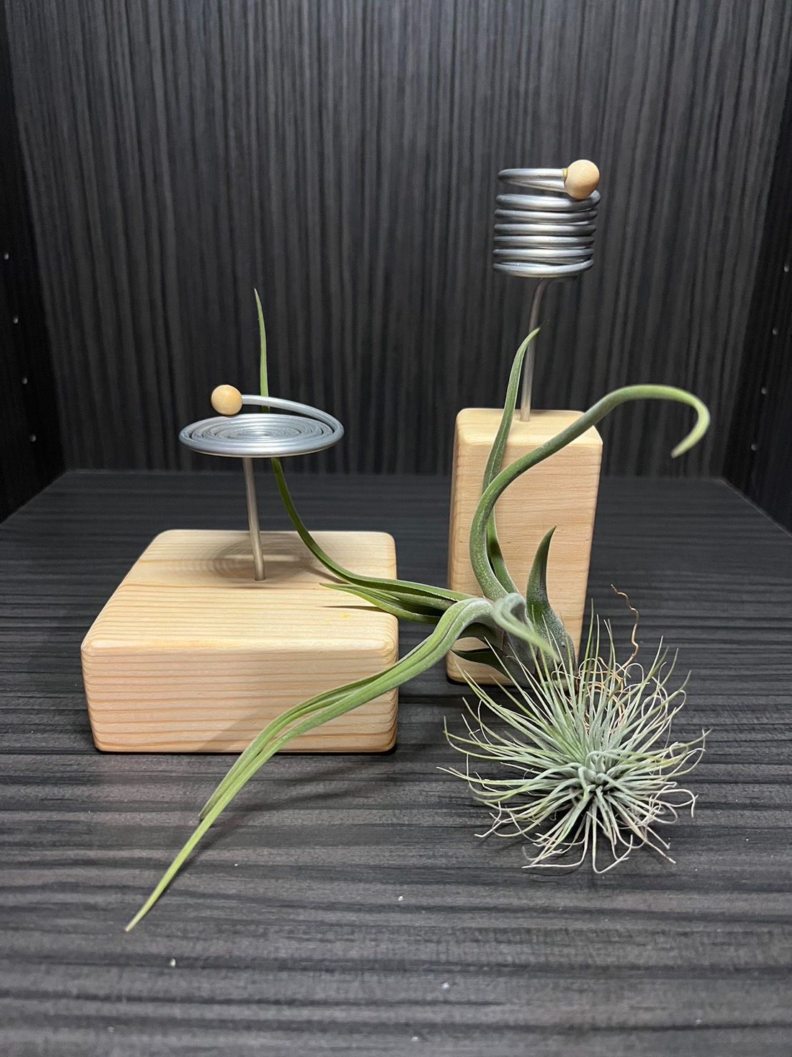 「台灣製造」｛植屋｝開幕贈空鳳療癒小物/空氣鳳梨植物架