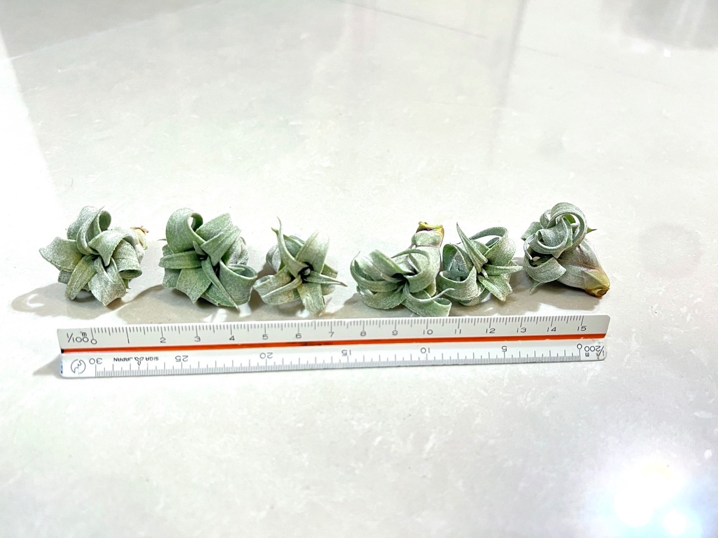 「植屋」空鳳-電捲-空氣鳳梨