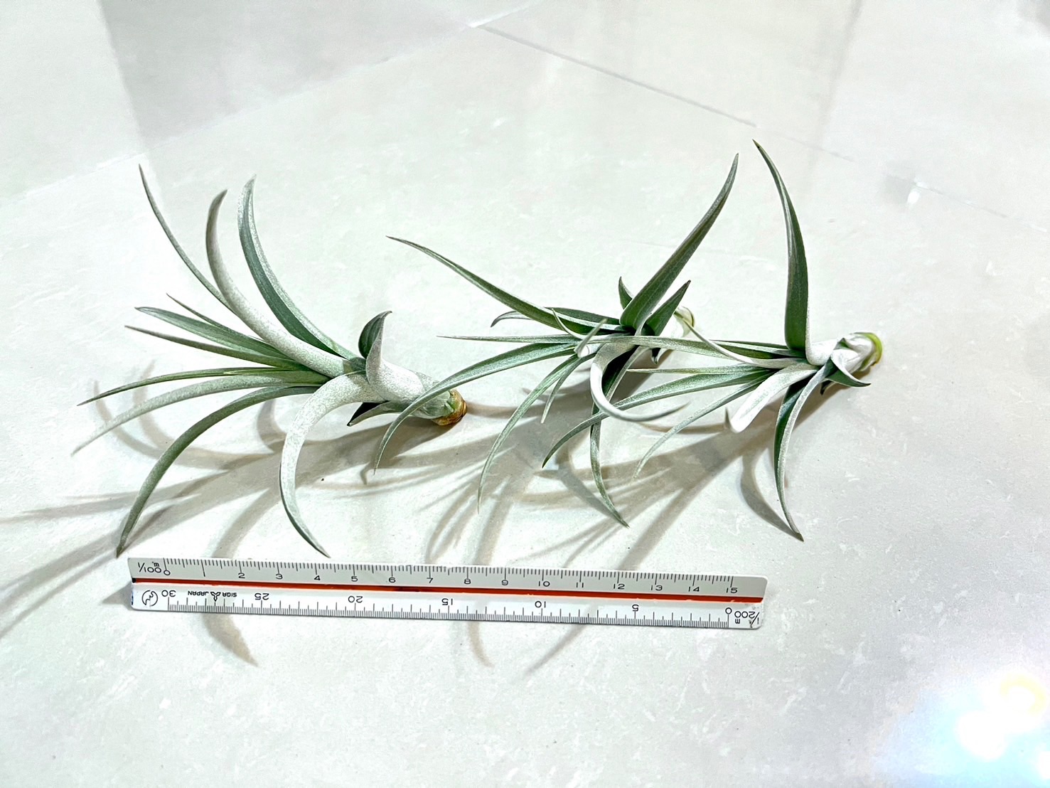 「植屋」空鳳-噴泉-空氣鳳梨