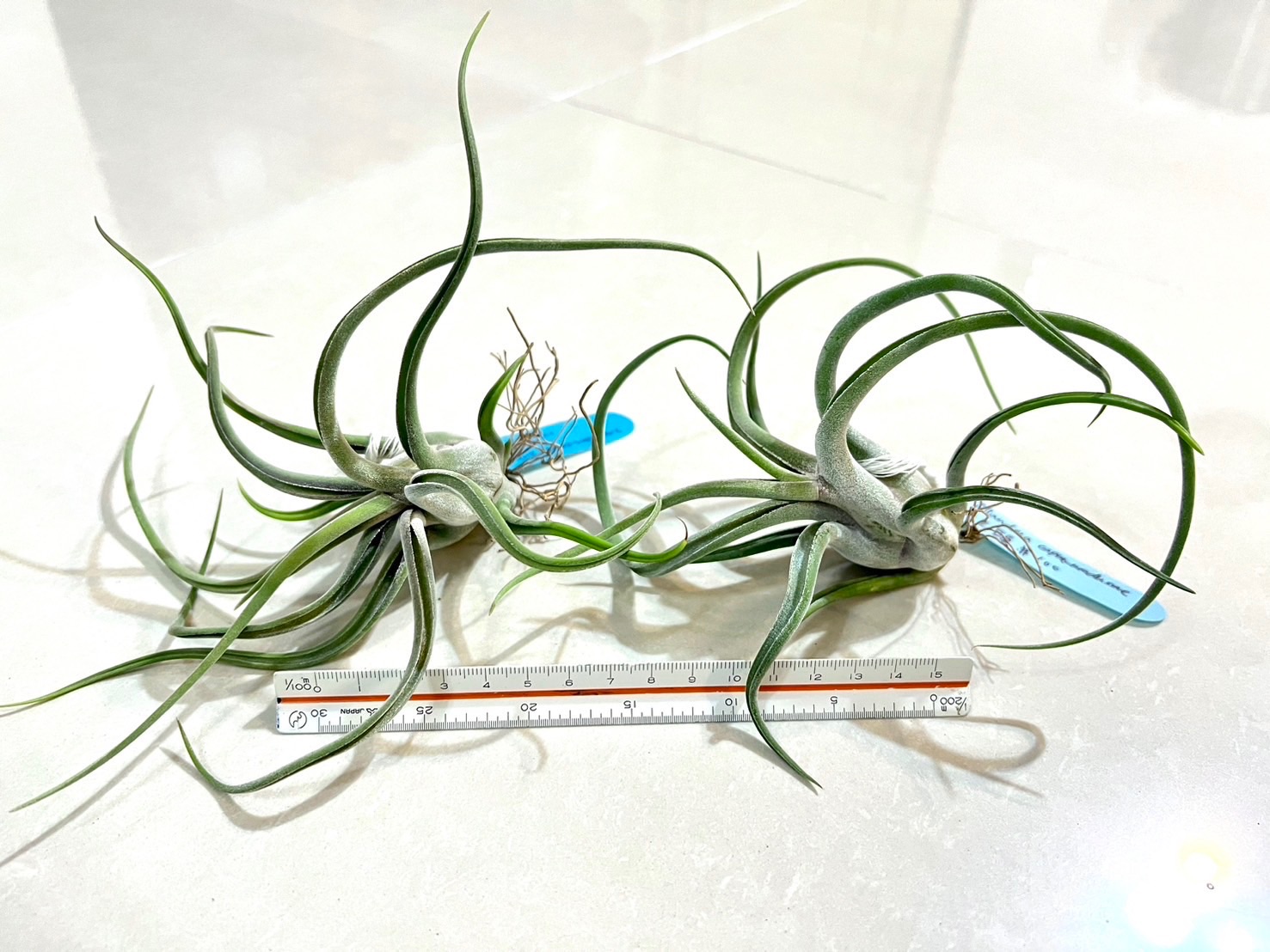 「植屋」空鳳-女王頭 中-空氣鳳梨