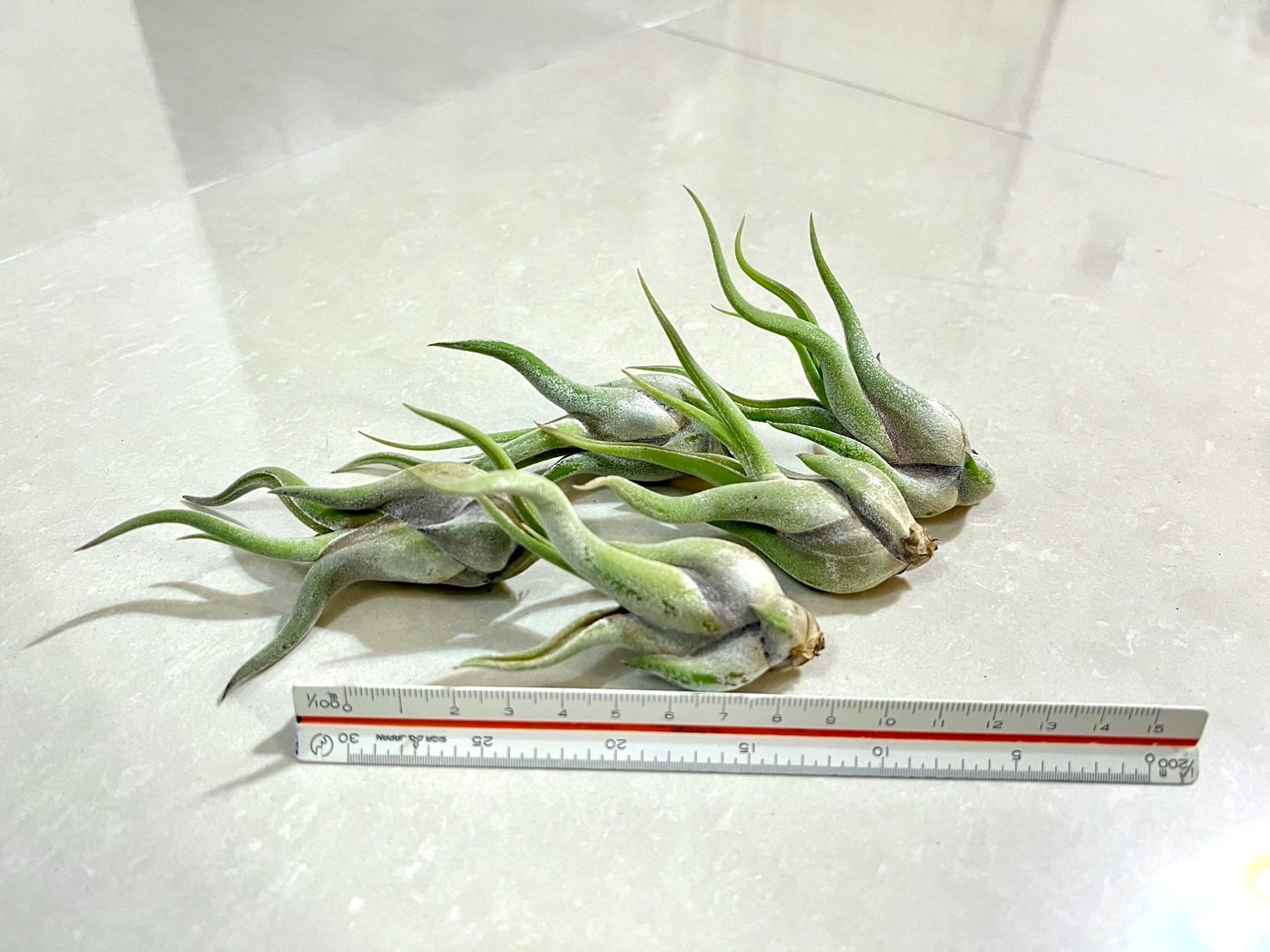 「植屋」空鳳-女王頭（進口）-空氣鳳梨