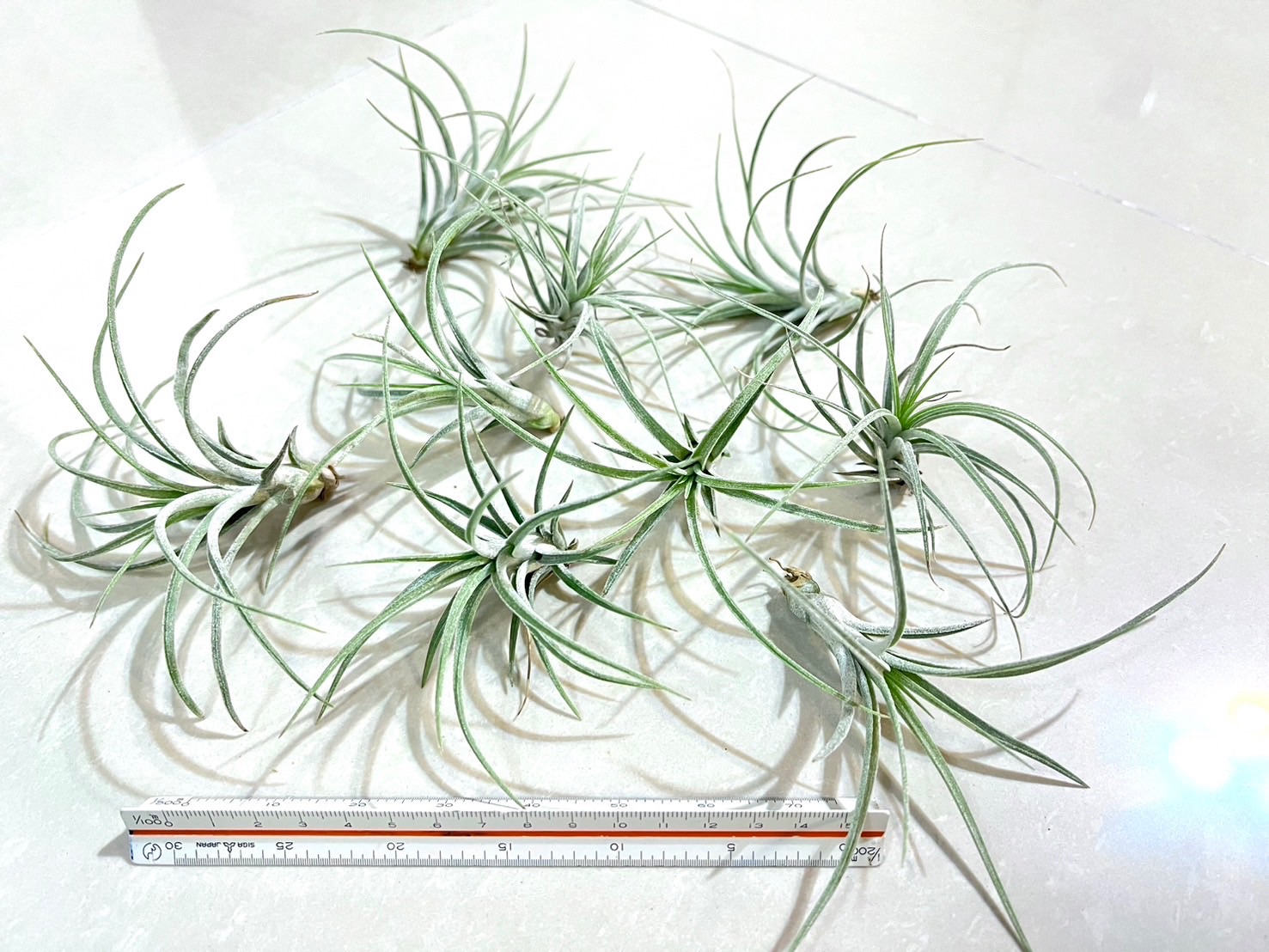 「植屋」空鳳-精靈樹-空氣鳳梨