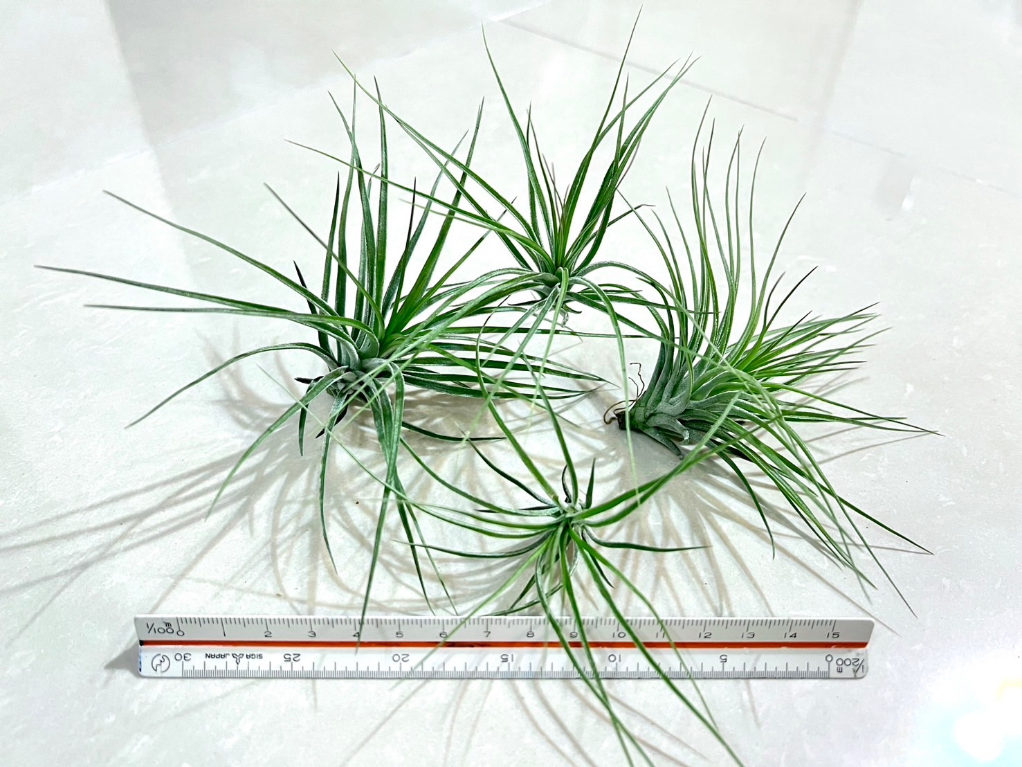 「植屋」空鳳-多國花-空氣鳳梨