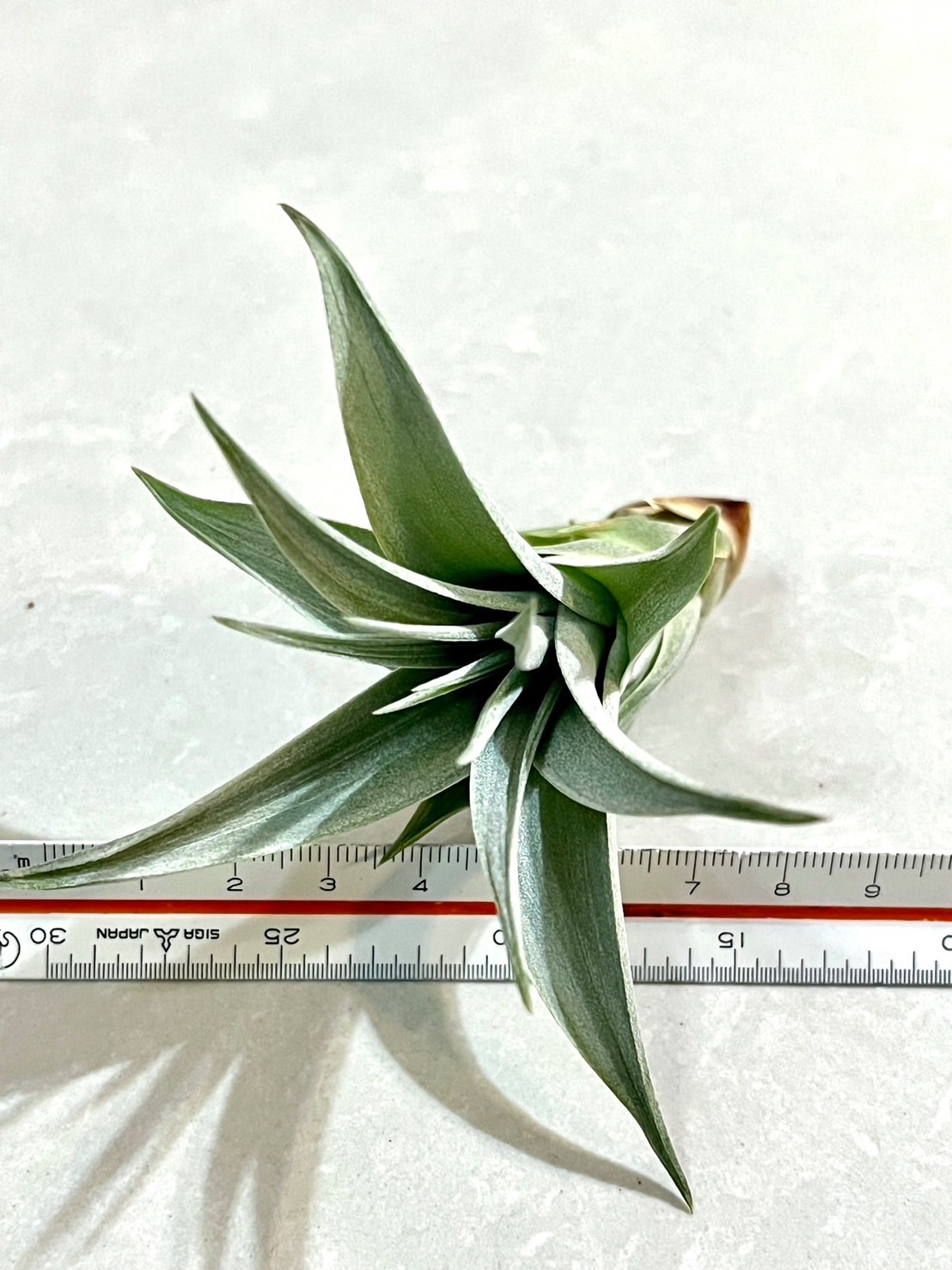 「植屋」空鳳-霸王（小）-空氣鳳梨