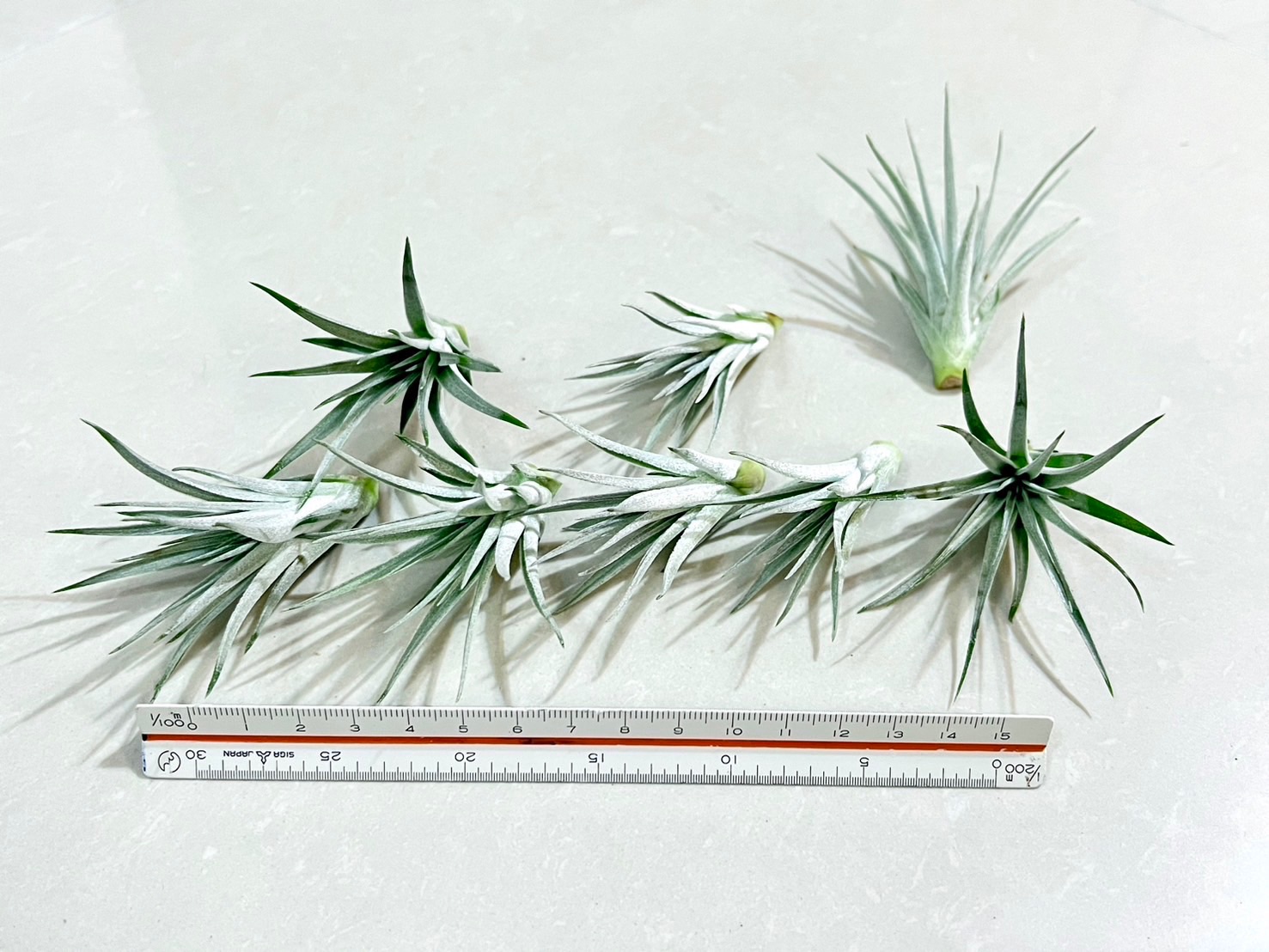 「植屋」空鳳-棉花糖-空氣鳳梨