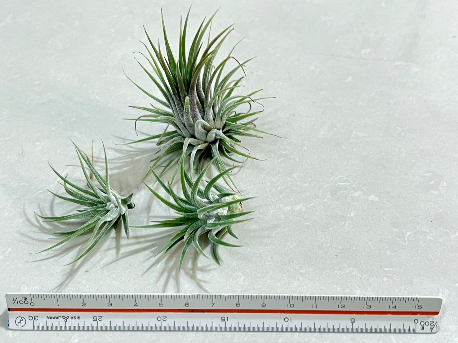 「植屋」空鳳-全紅小精靈-空氣鳳梨