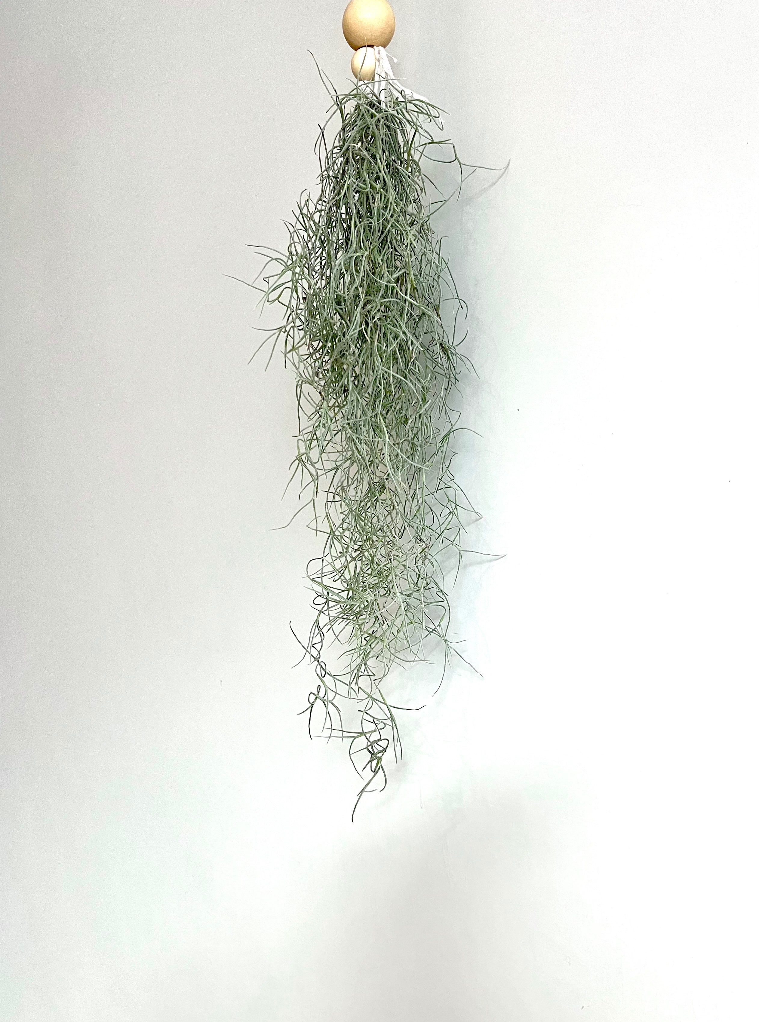 「植屋」空鳳-銀葉松蘿-空氣鳳梨