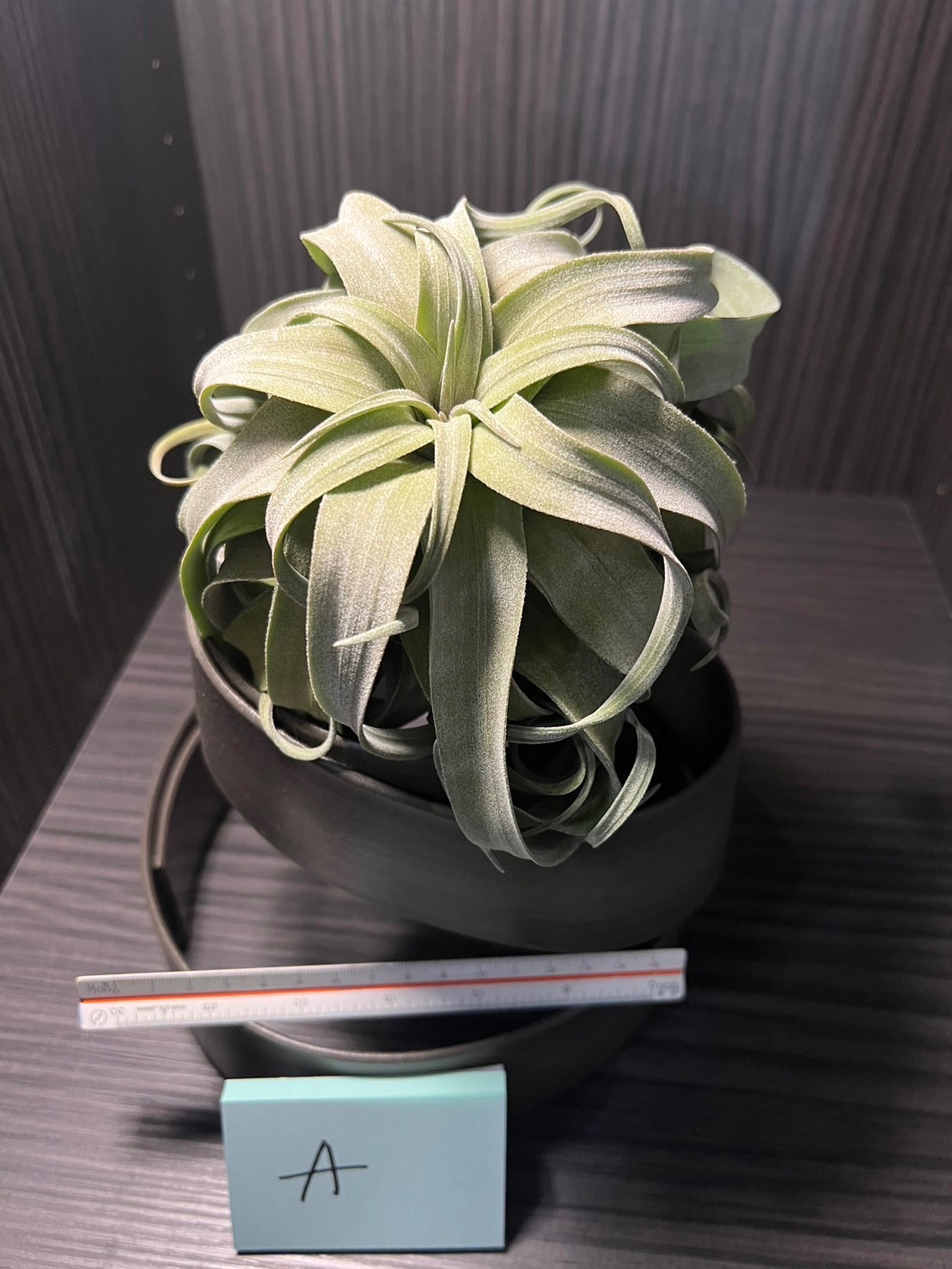 空氣鳳梨-電捲+座架（A）