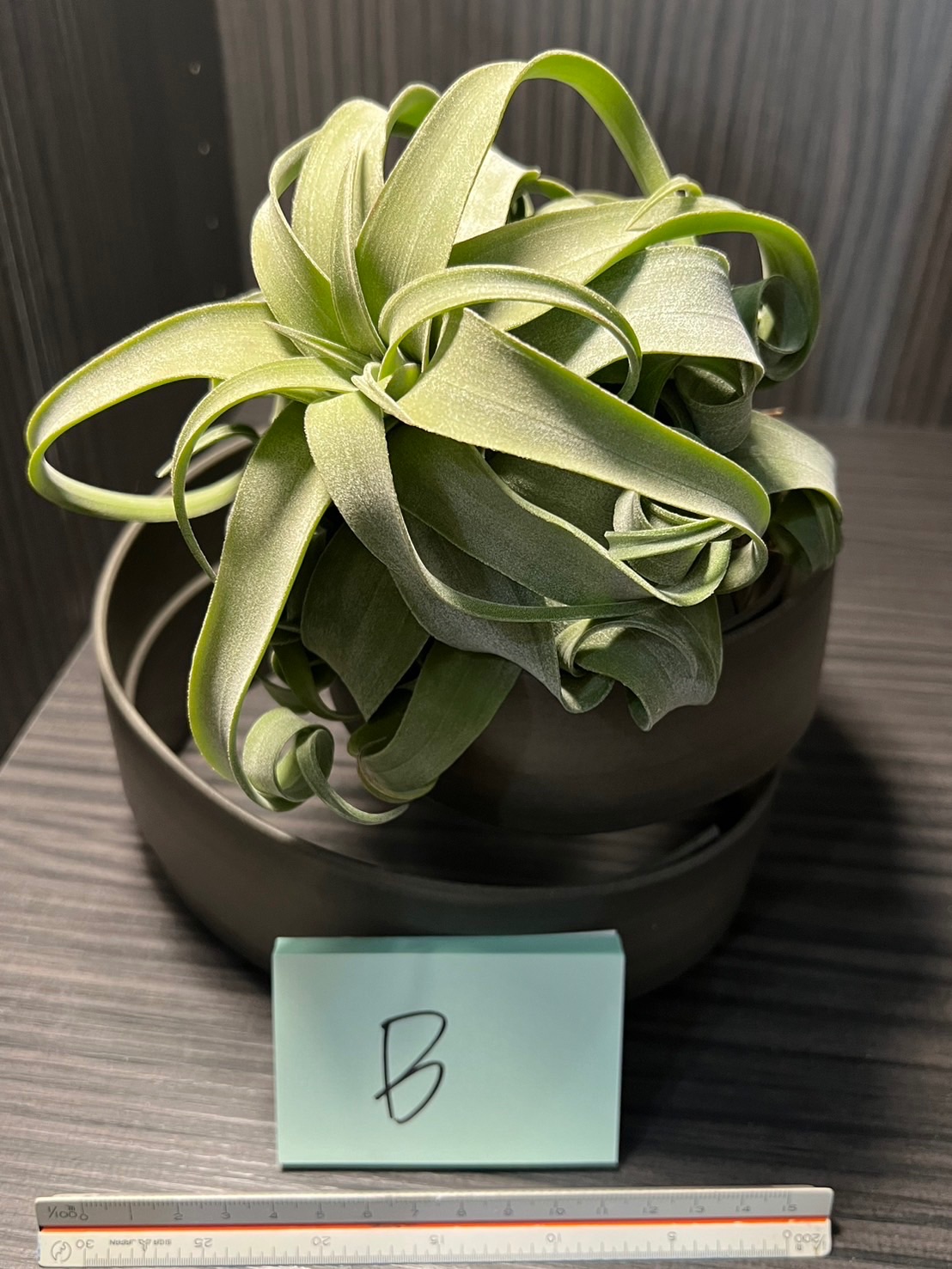 空氣鳳梨-電捲+座架（B）